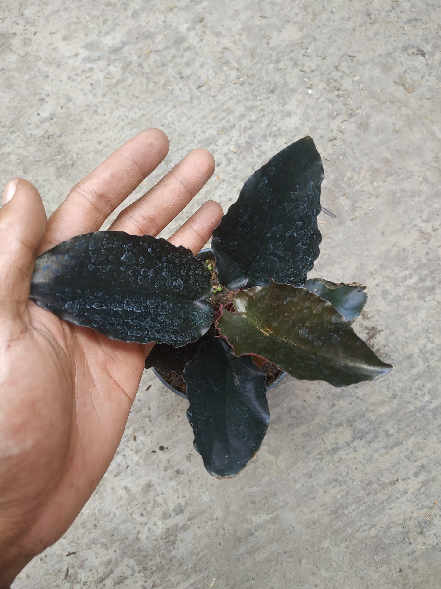 Schismatoglottis Black Metalic