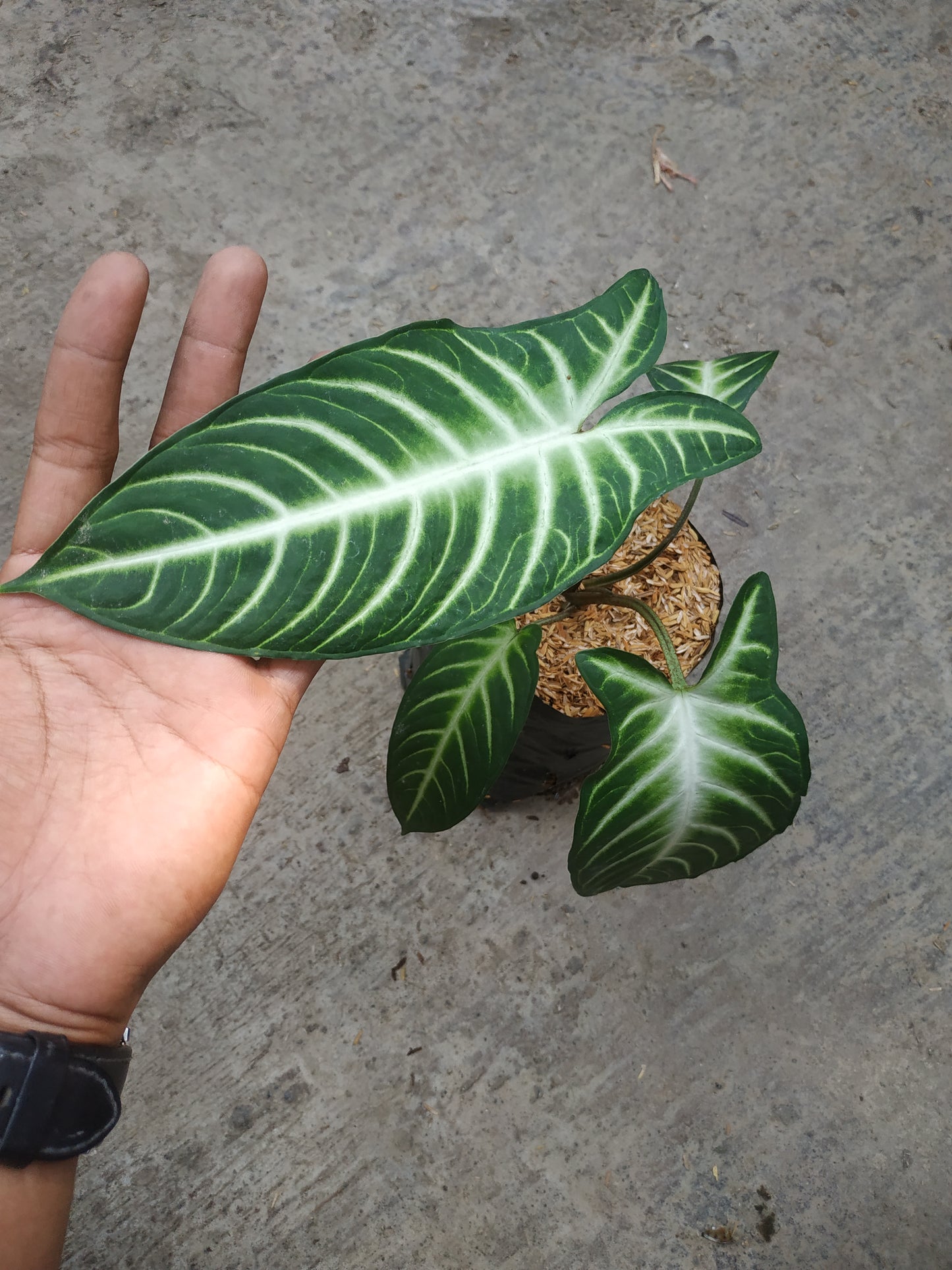 Xanthosoma Lindenii