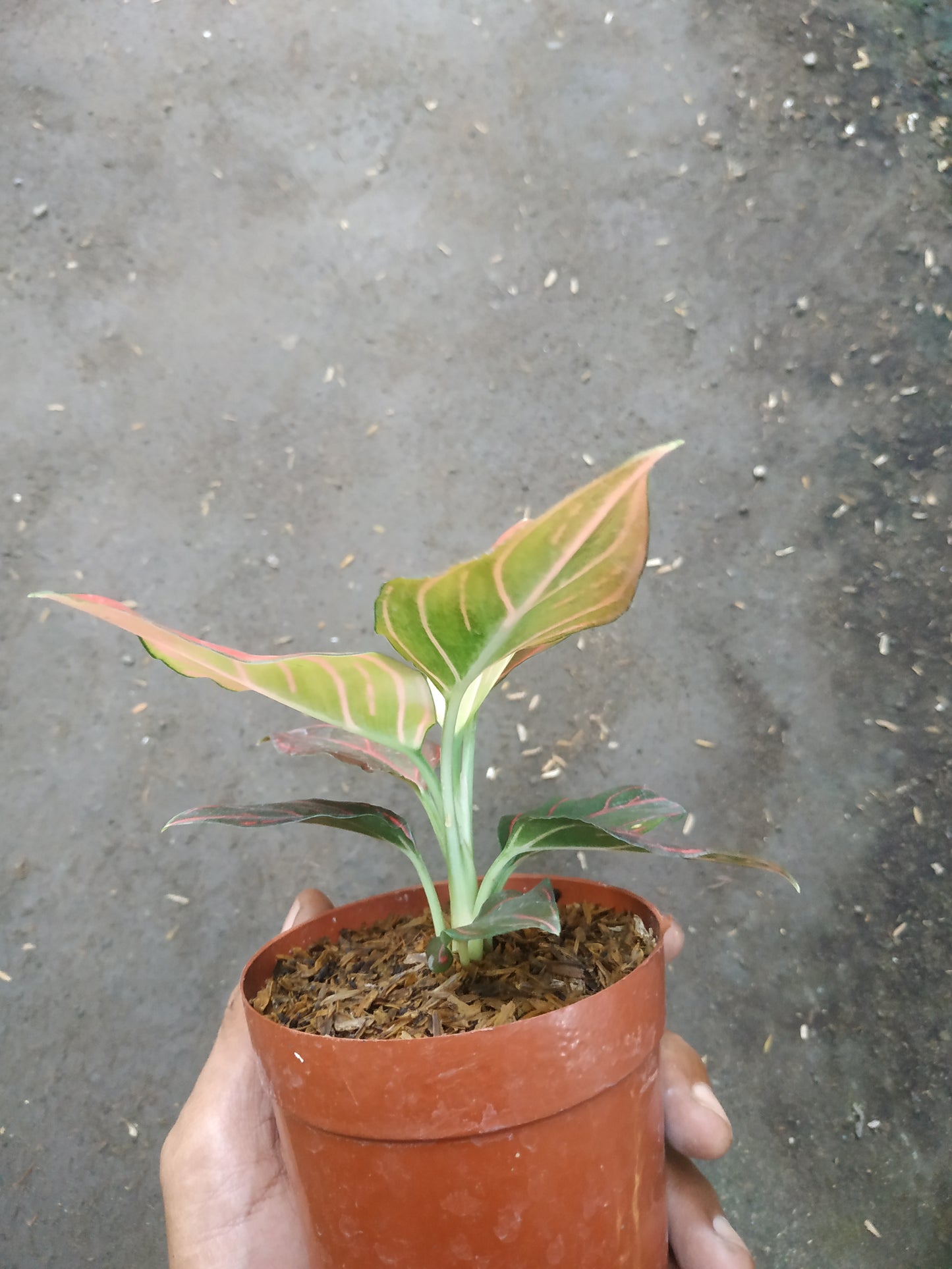 Aglaonema Red Vein