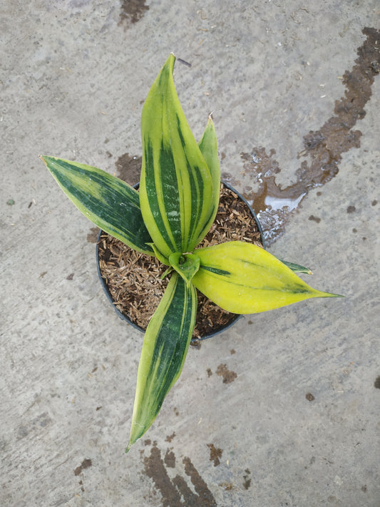 Sansevieria Trifasciata Gold Flame
