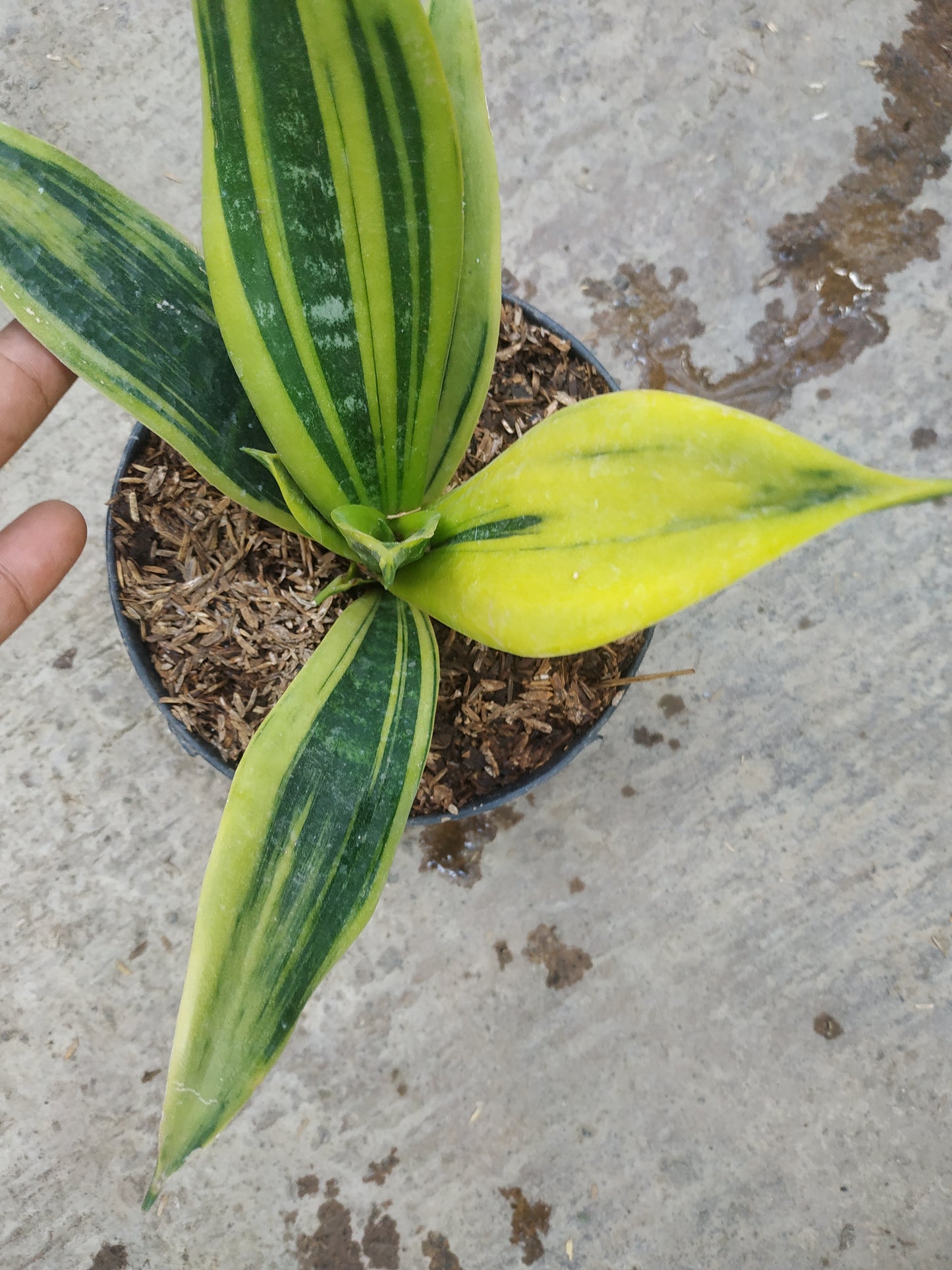 Sansevieria Trifasciata Gold Flame