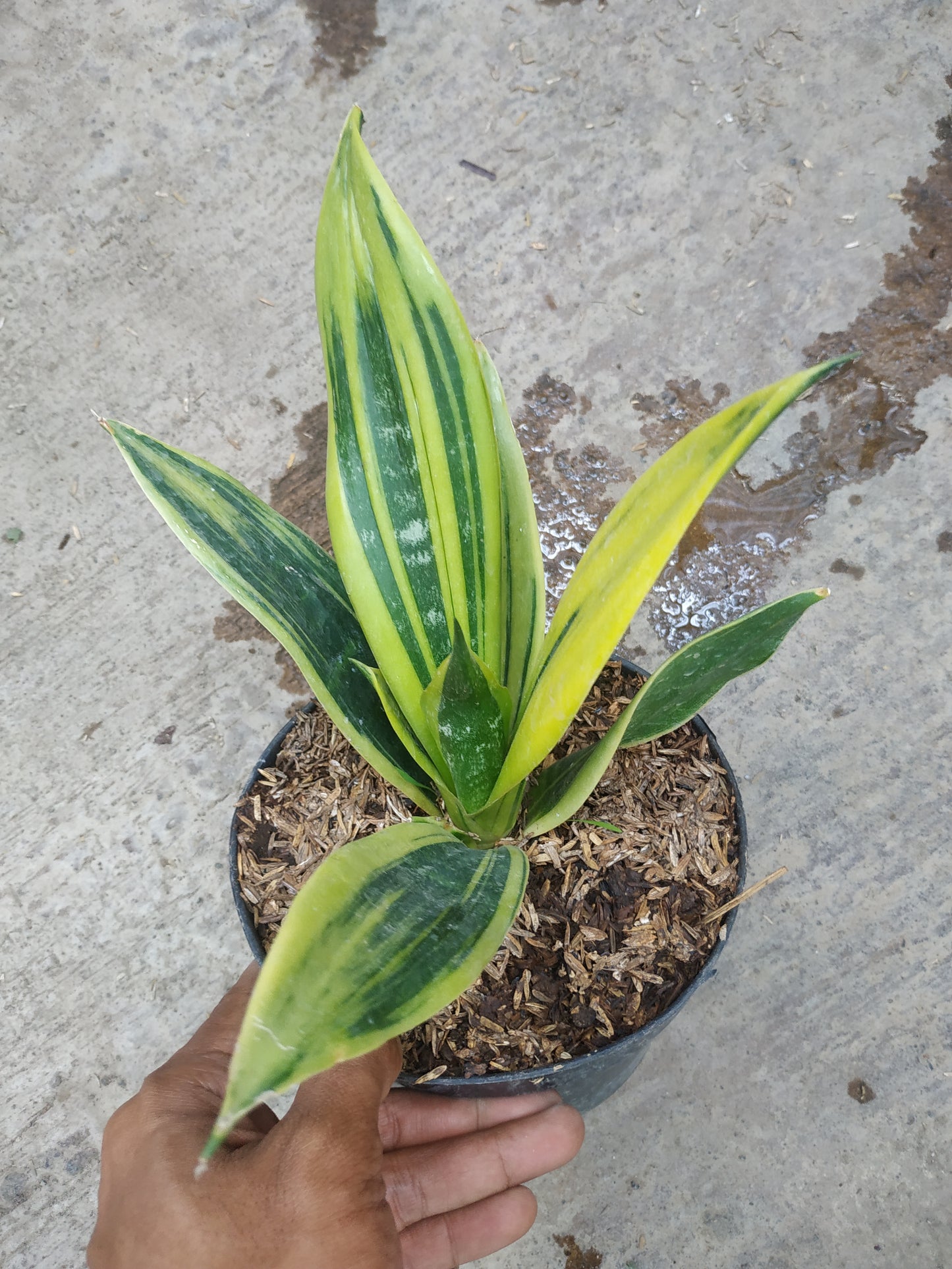 Sansevieria Trifasciata Gold Flame