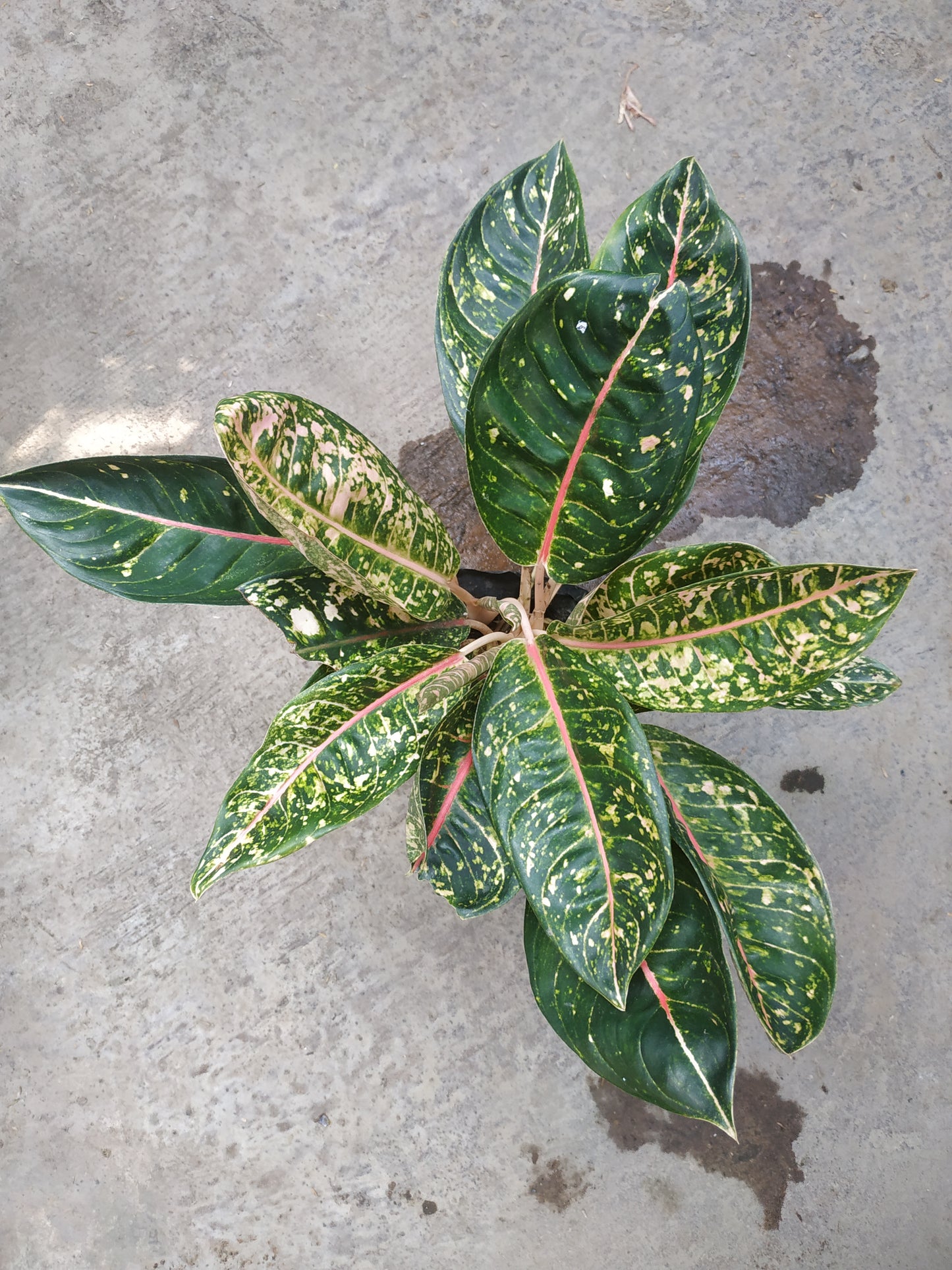 Aglaonema Donacarmen