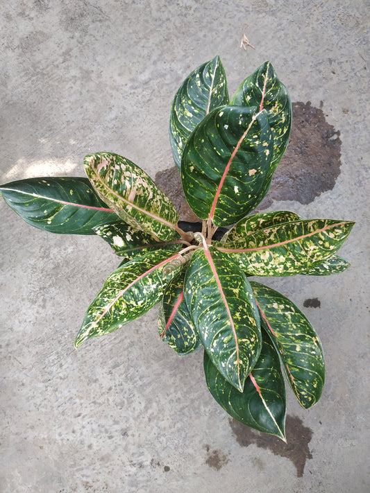 Aglaonema Donacarmen