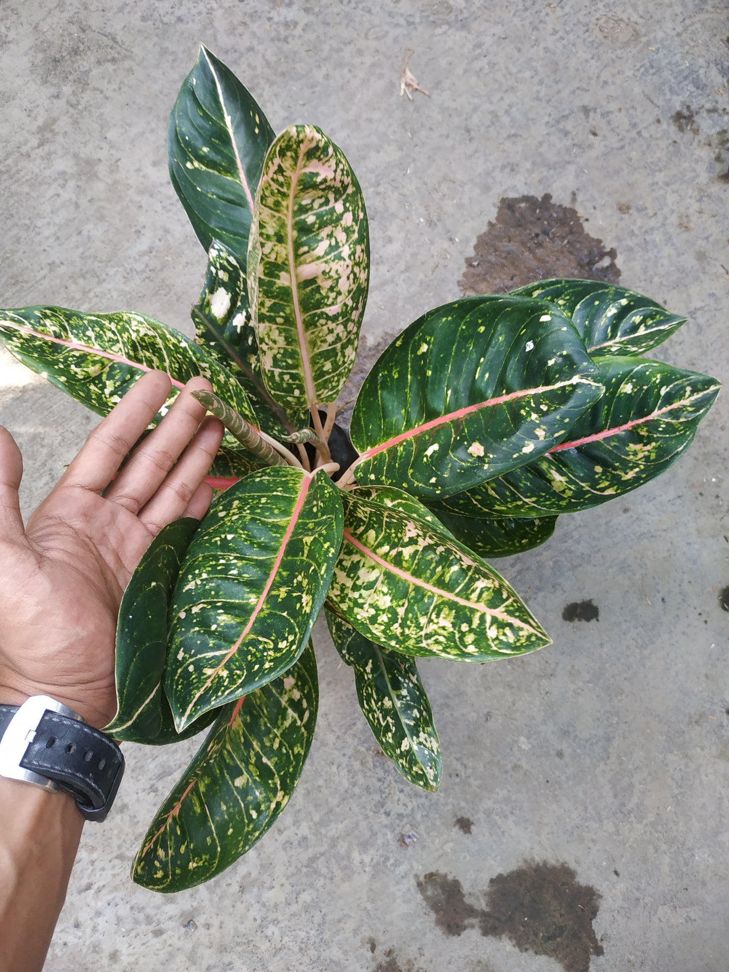Aglaonema Donacarmen