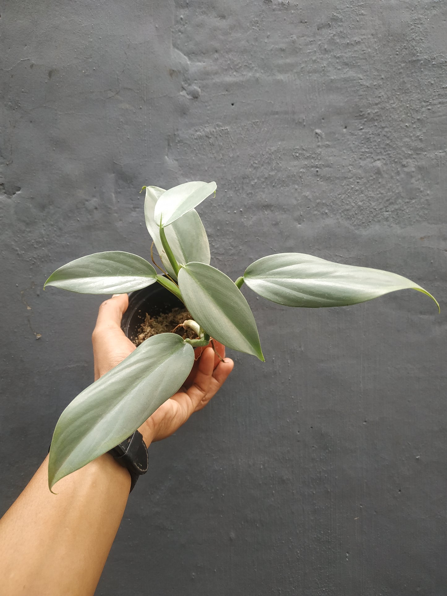 Philodendron Hastatum Silver Sword Medium