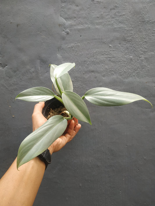 Philodendron Hastatum Silver Sword Medium