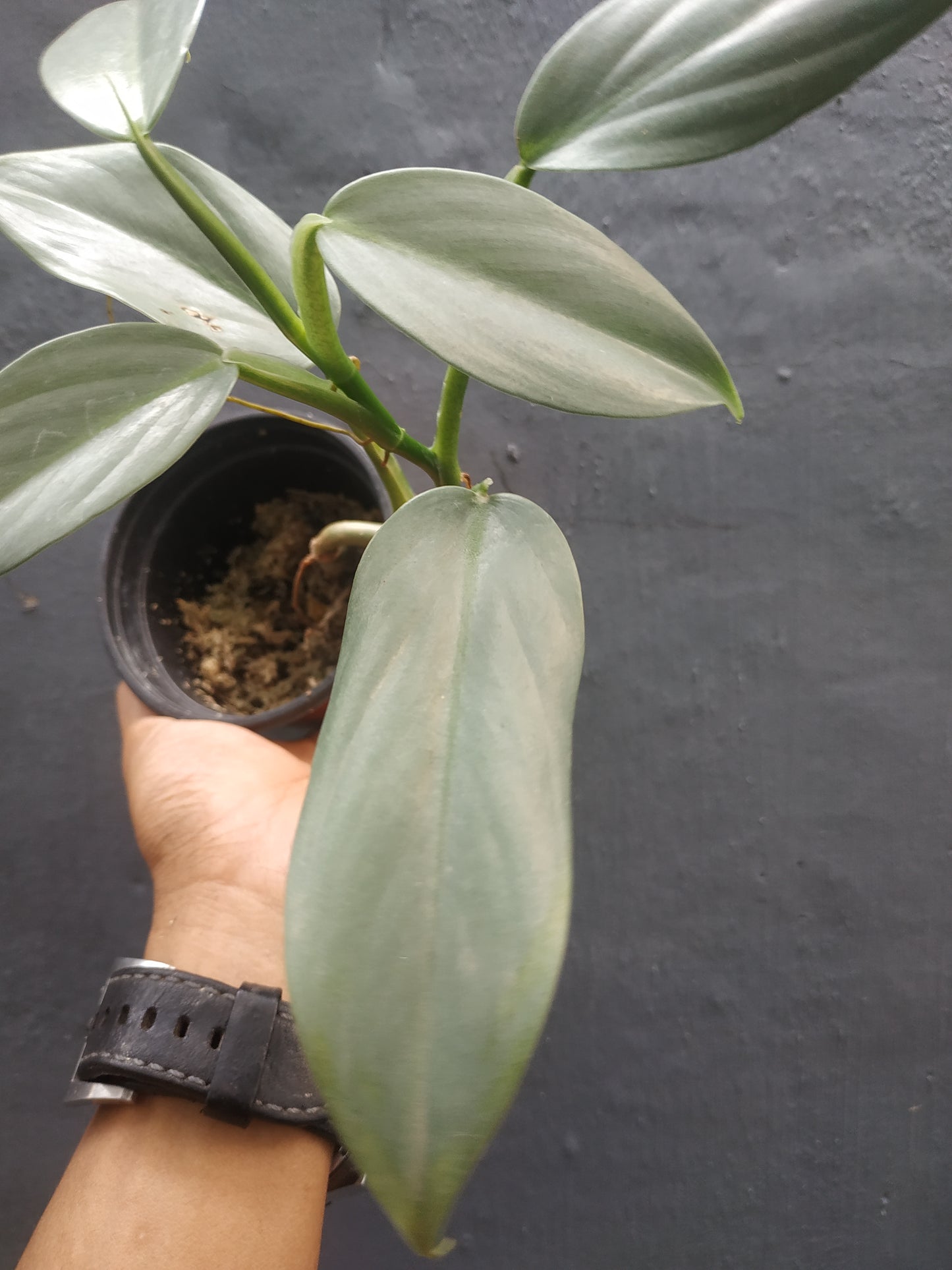 Philodendron Hastatum Silver Sword Medium