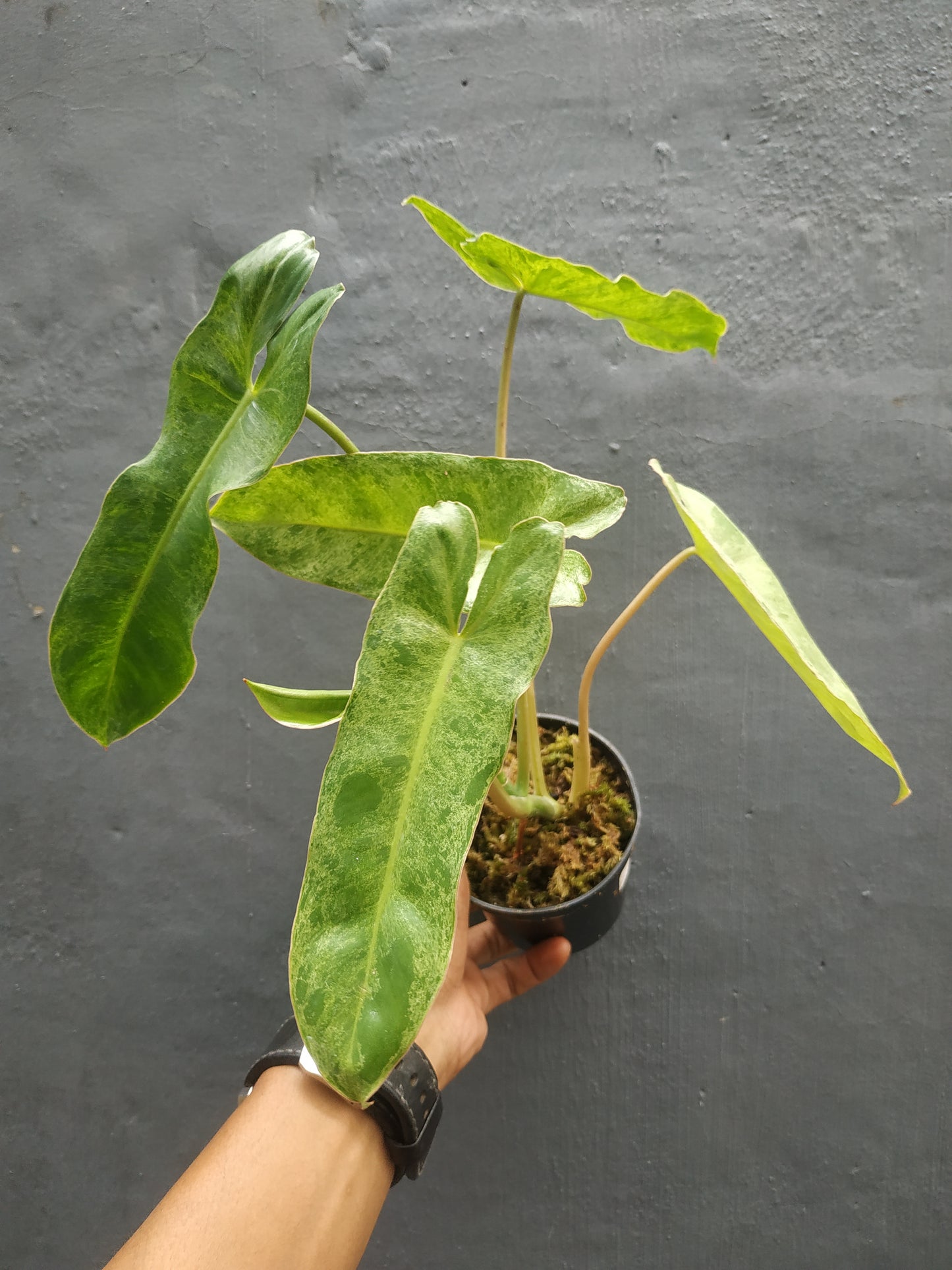 Philodendron Paraiso Verde
