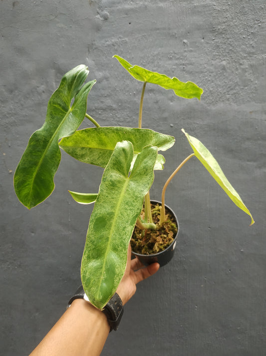 Philodendron Paraiso Verde