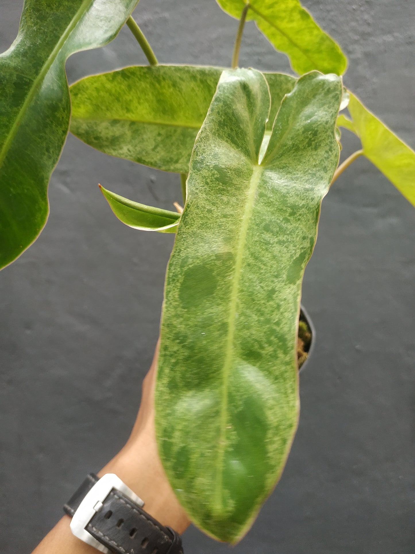 Philodendron Paraiso Verde