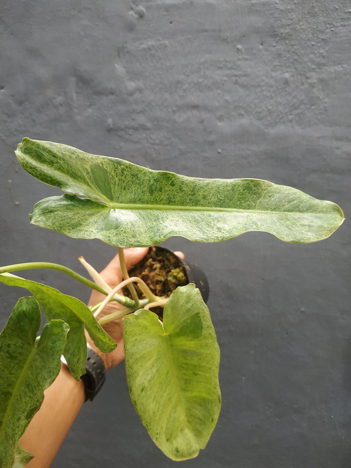 Philodendron Paraiso Verde