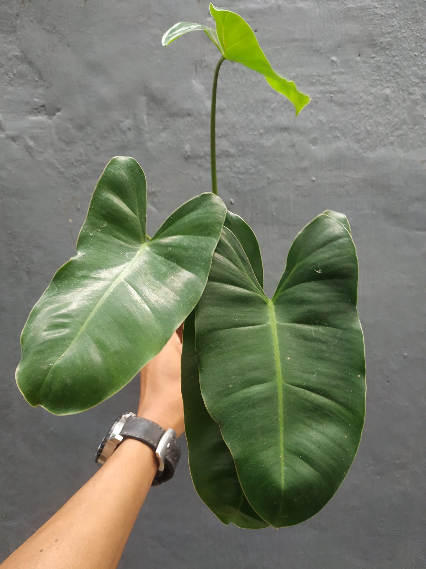 Philodendron Burle Marx