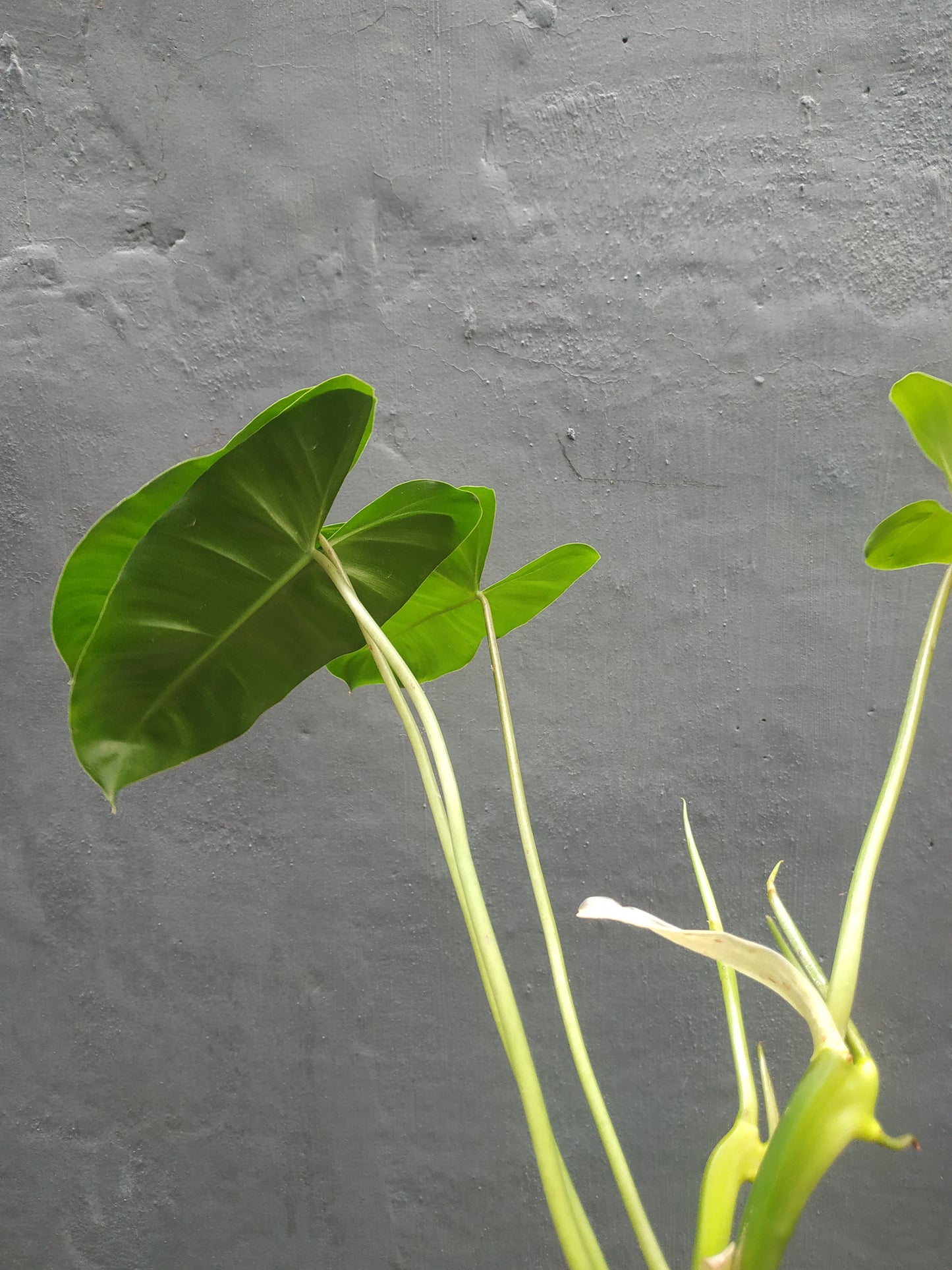 Philodendron Burle Marx