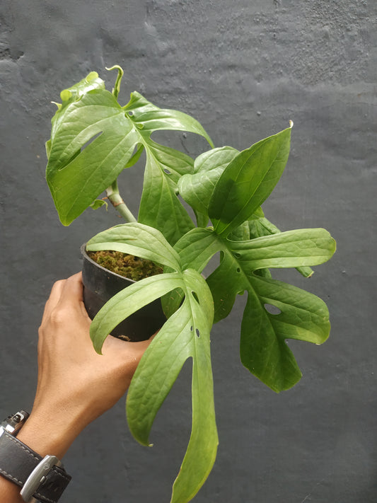 amydrium green, live amydrium green, live amydrium green plants, rare amydrium green, rare amydrium green live plants amydrium green, tropical amydrium green live plants, wholesale amydrium green, outdoor plant, indoor plants, winter plants, summer plants, spring plants, houseplants, rare amydrium green live plants, live amydrium green rare plants