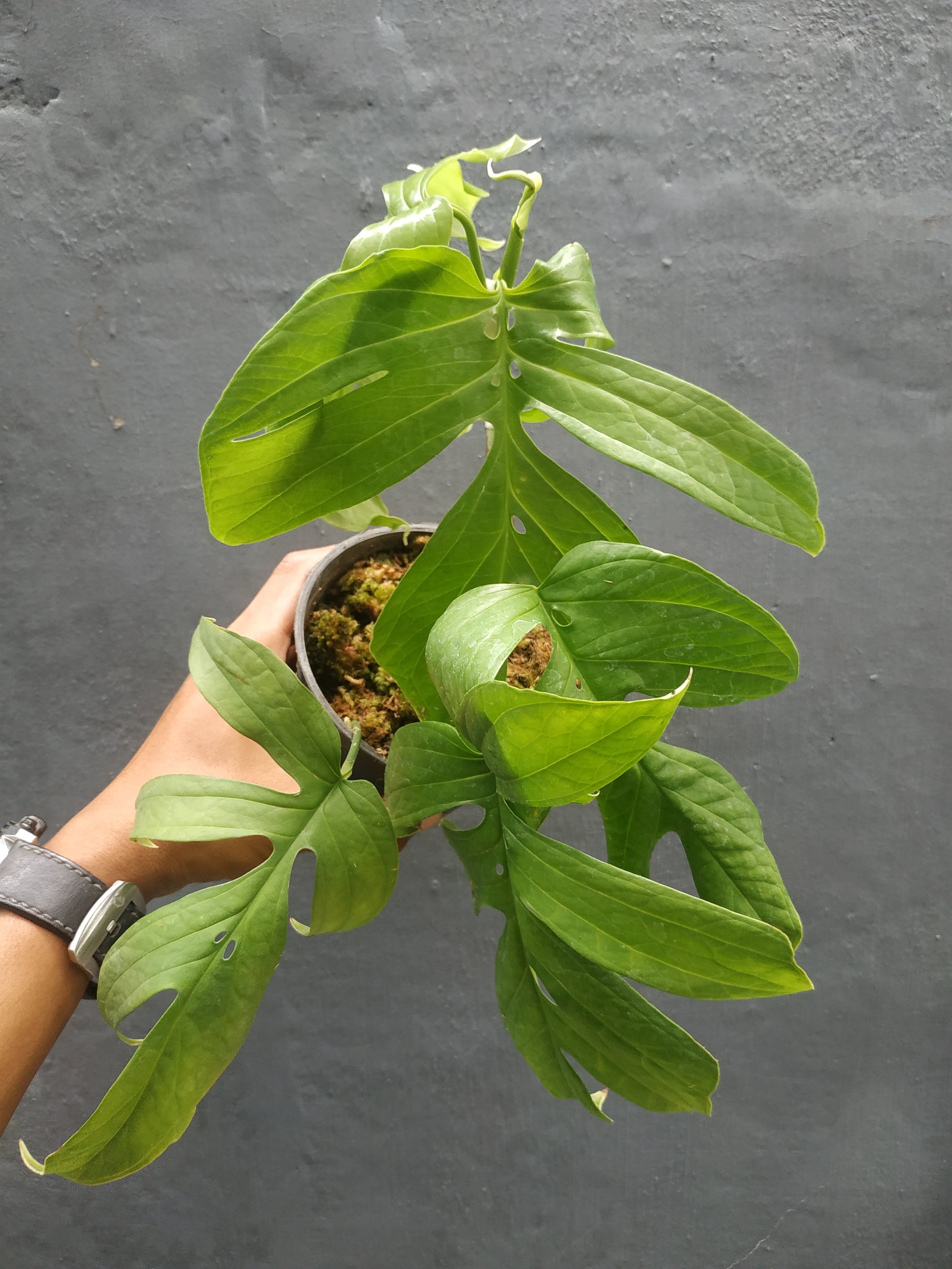 amydrium green, live amydrium green, live amydrium green plants, rare amydrium green, rare amydrium green live plants amydrium green, tropical amydrium green live plants, wholesale amydrium green, outdoor plant, indoor plants, winter plants, summer plants, spring plants, houseplants, rare amydrium green live plants, live amydrium green rare plants