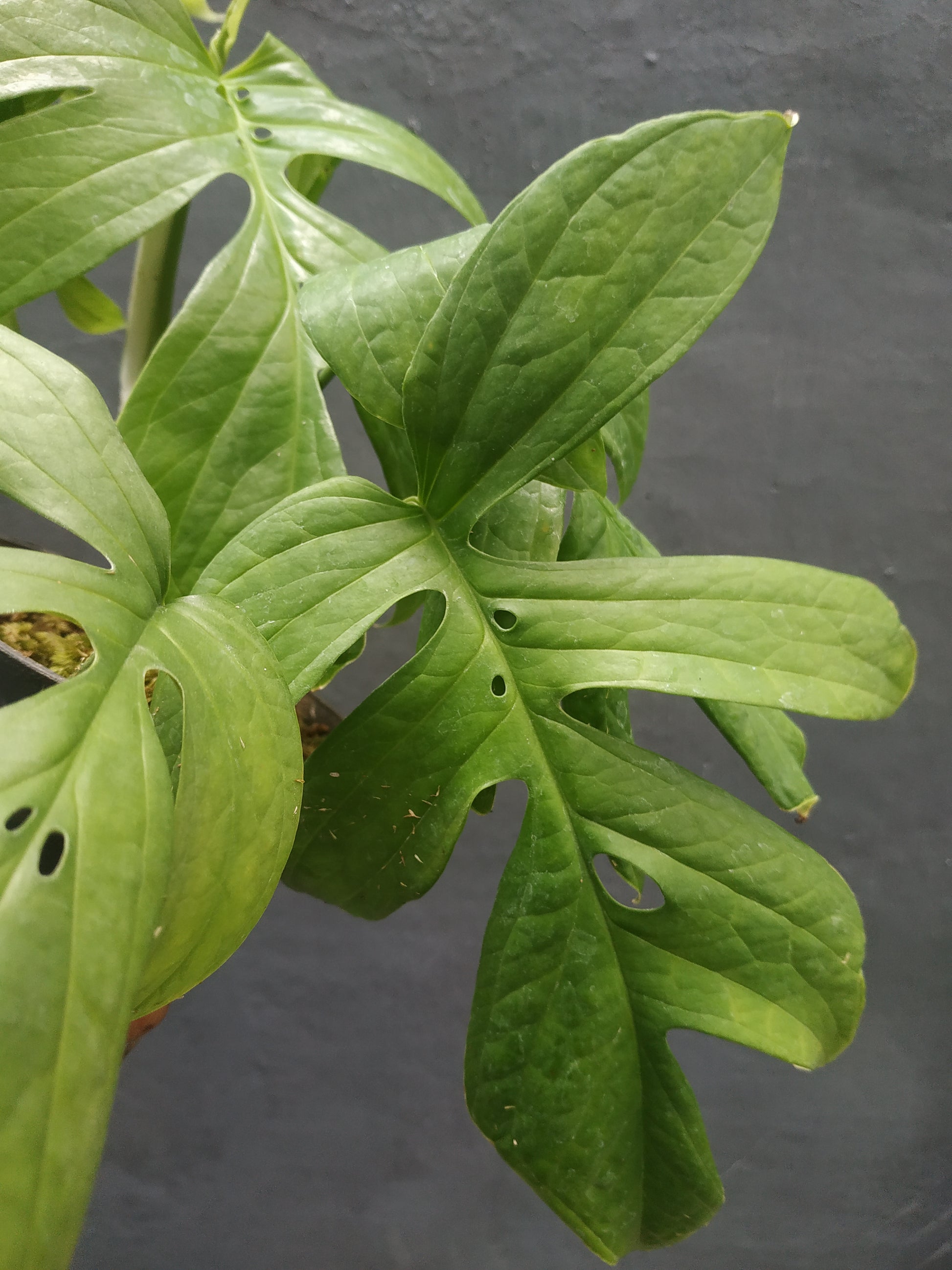 amydrium green, live amydrium green, live amydrium green plants, rare amydrium green, rare amydrium green live plants amydrium green, tropical amydrium green live plants, wholesale amydrium green, outdoor plant, indoor plants, winter plants, summer plants, spring plants, houseplants, rare amydrium green live plants, live amydrium green rare plants