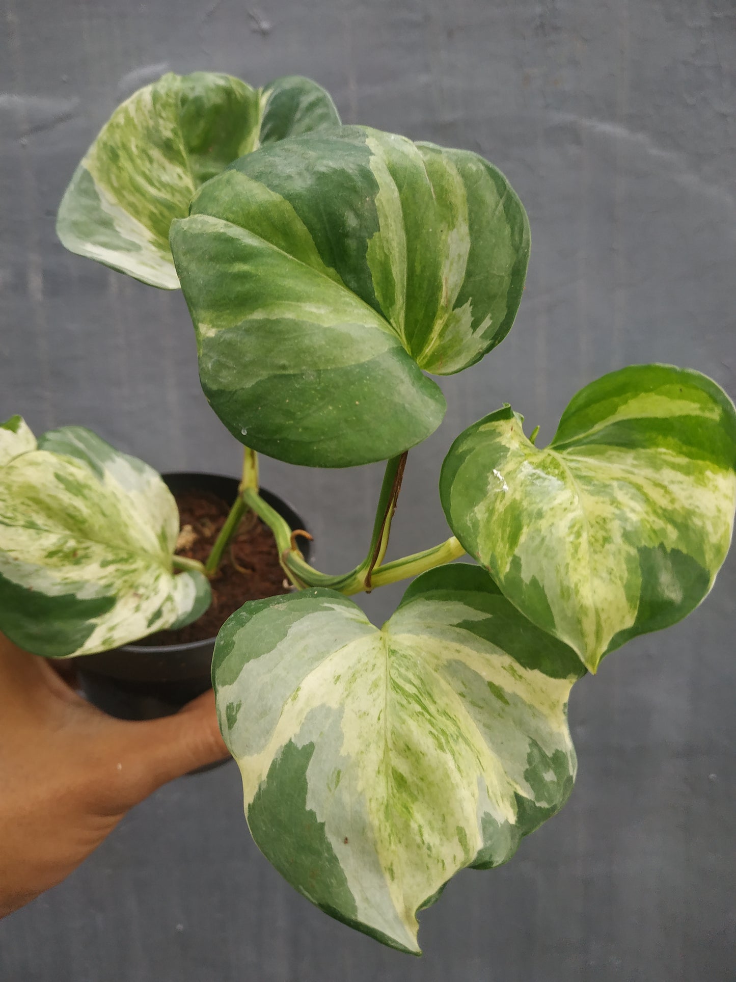 Manjula photos, live Manjula photos, live Manjula photos plants, rare Manjula photos, rare Manjula photos, live plants Manjula photos, tropical Manjula photos live plants, wholesale Manjula photos, outdoor plant, indoor plants, winter plants, summer plants, spring plants, houseplants, rare Manjula photos live plants, live Manjula photos plants