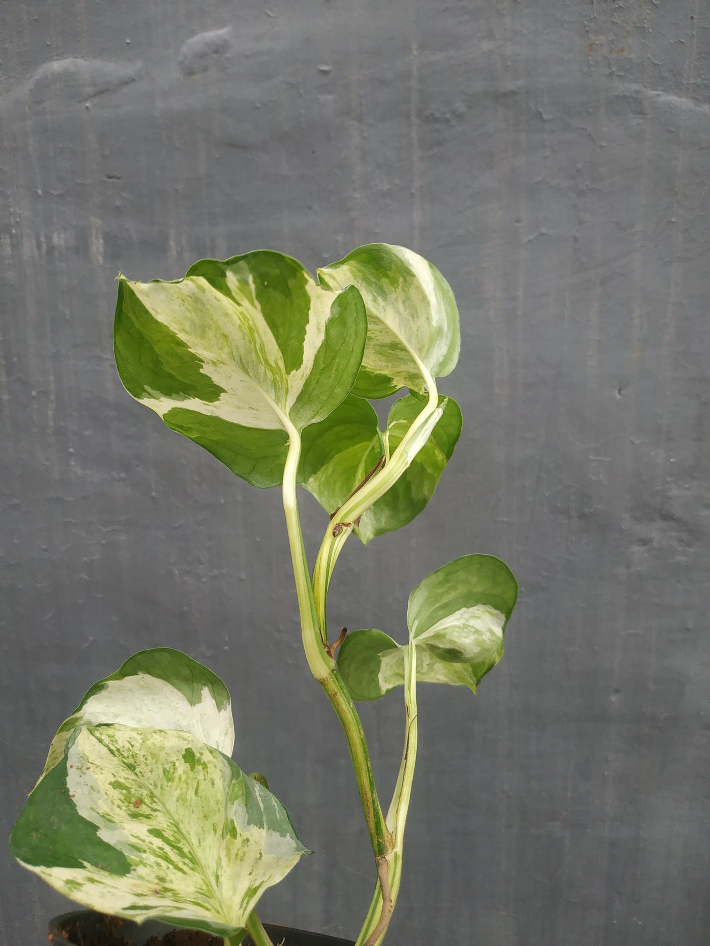 Wholesale 6x Manjula Pothos Small