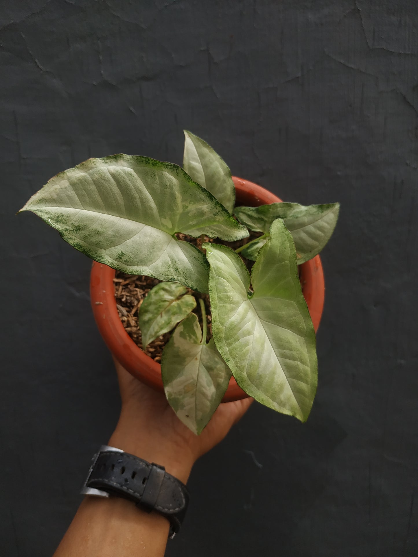 Syngonium Avocado Milkshake Butterfly Variegated