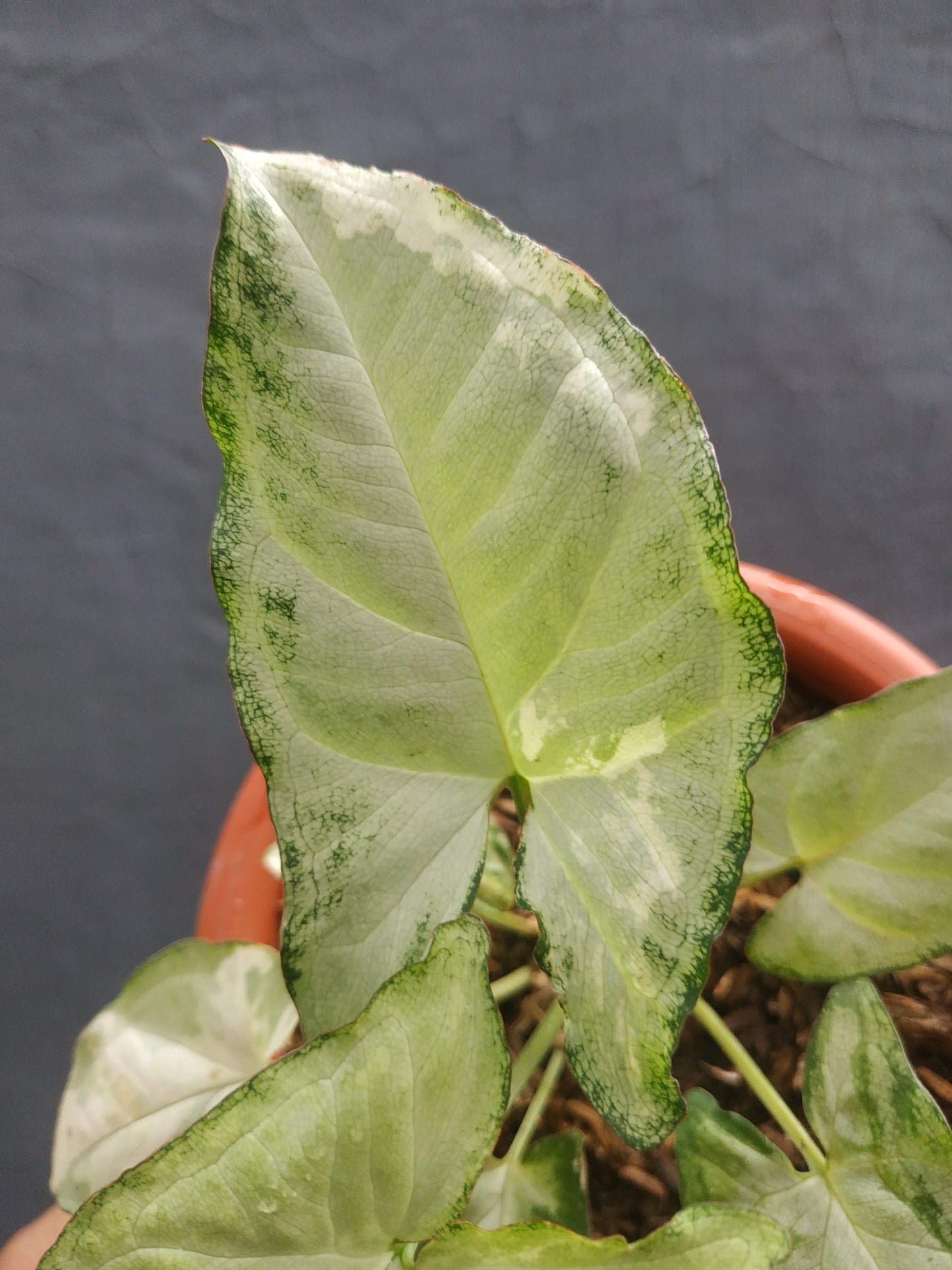 Syngonium Avocado Milkshake Butterfly Variegated