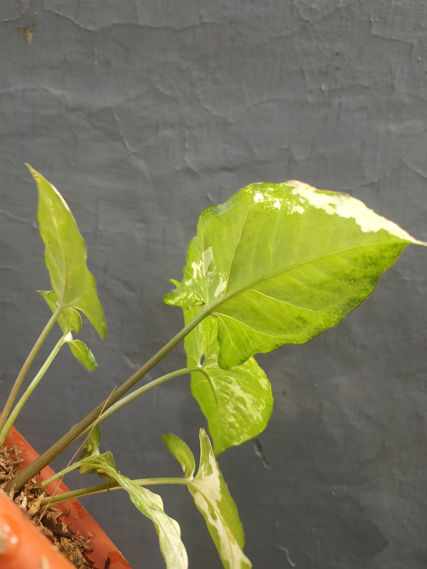 Syngonium Avocado Milkshake Butterfly Variegated