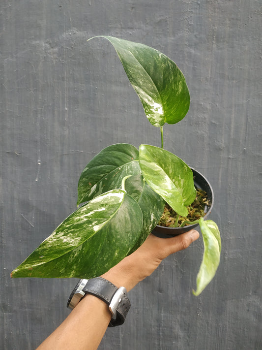 epipremnum pinnatum, live epipremnum pinnatum variegated, live epipremnum pinnatum variegated plants, rare epipremnum pinnatum variegated, rare epipremnum pinnatum variegated live plants epipremnum pinnatum variegated, tropical epipremnum pinnatum variegated live plants, wholesale epipremnum pinnatum variegated, outdoor plant, indoor plants, winter plants, summer plants, spring plants, houseplants, rare epipremnum pinnatum variegated live plants, live epipremnum pinnatum variegated plants