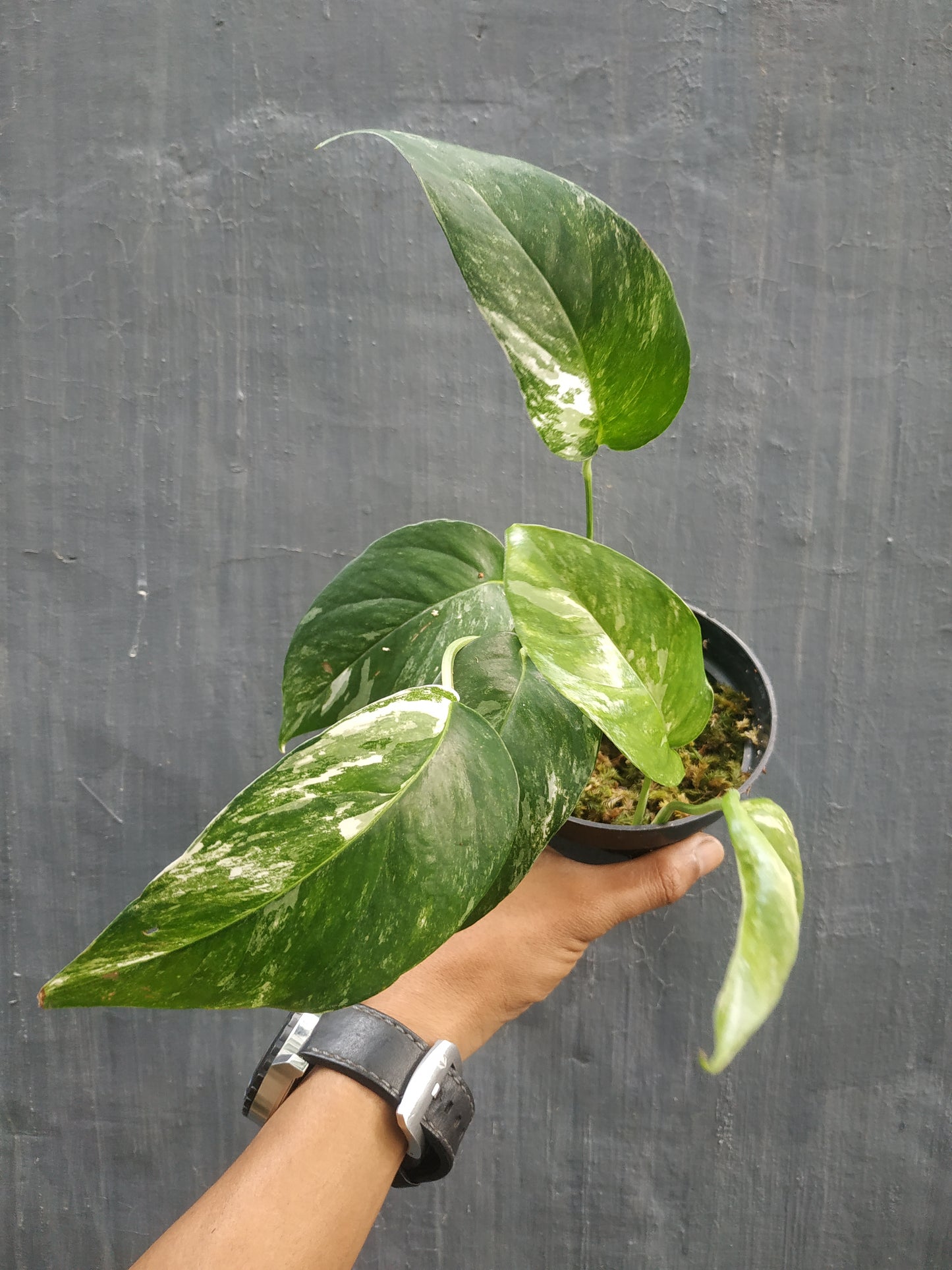 Wholesale 10x Epipremnum Pinnatum Variegated