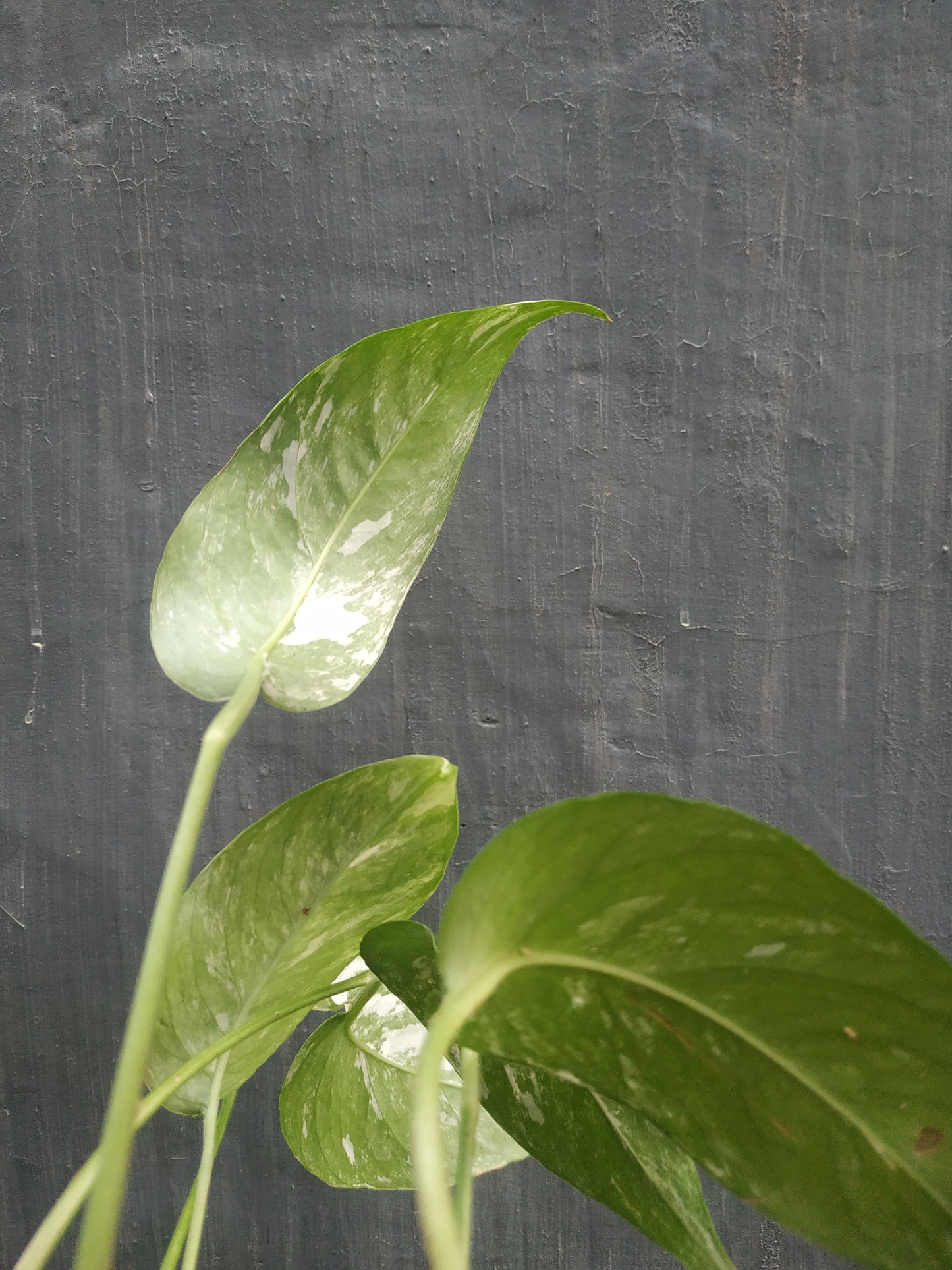Wholesale 10x Epipremnum Pinnatum Variegated