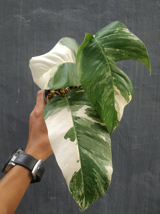 Epipremnum pinnatum variegated, live Epipremnum pinnatum variegated, live Epipremnum pinnatum variegated plants, rare Epipremnum pinnatum variegated, rare Epipremnum pinnatum variegated live plants Epipremnum pinnatum variegated, tropical Epipremnum pinnatum variegated live plants, wholesale Epipremnum pinnatum variegated, outdoor plant, indoor plants, winter plants, summer plants, spring plants, houseplants, rare Epipremnum pinnatum variegated live plants, live Epipremnum pinnatum variegated plants
