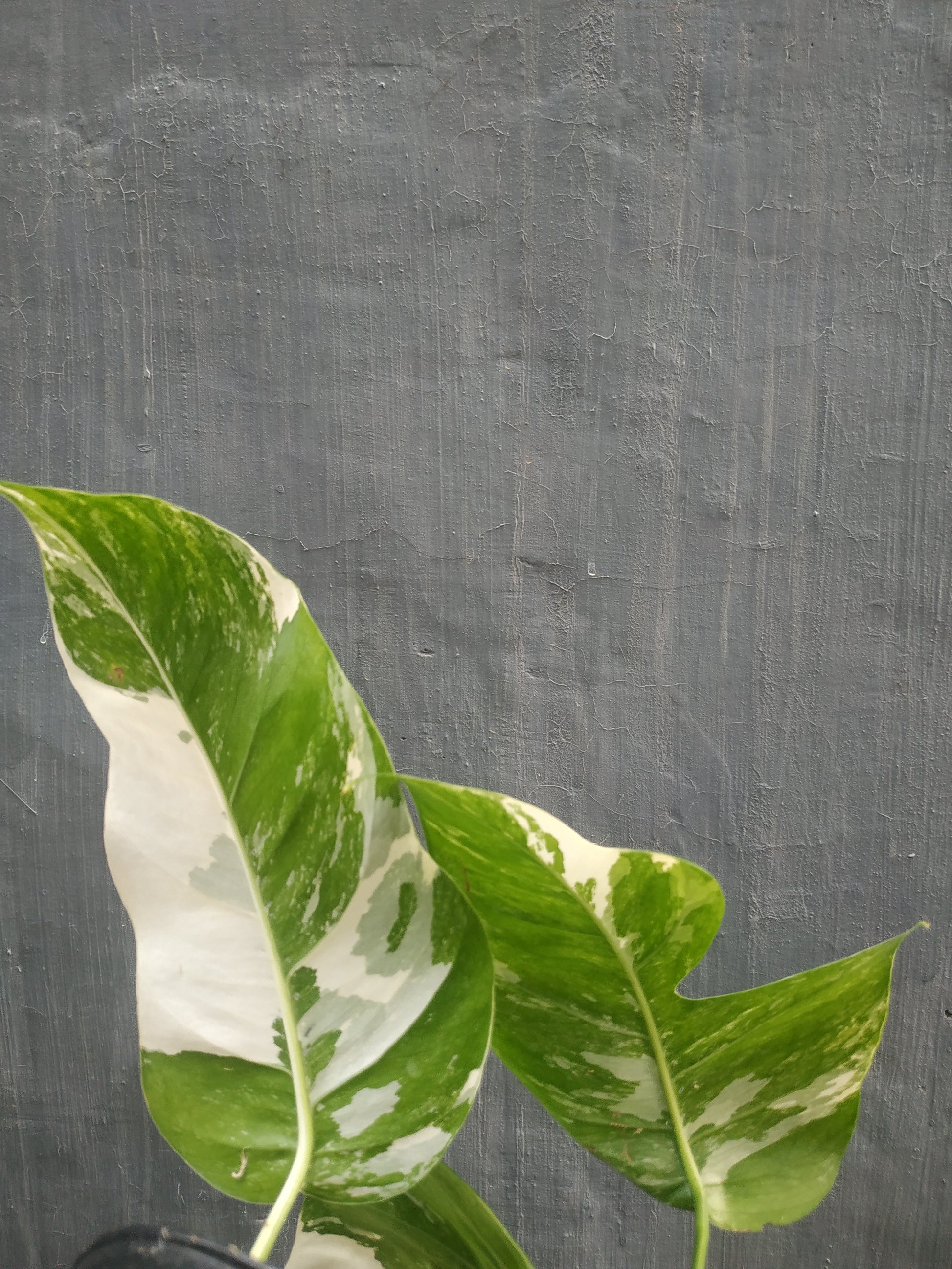Epipremnum pinnatum variegated, live Epipremnum pinnatum variegated, live Epipremnum pinnatum variegated plants, rare Epipremnum pinnatum variegated, rare Epipremnum pinnatum variegated live plants Epipremnum pinnatum variegated, tropical Epipremnum pinnatum variegated live plants, wholesale Epipremnum pinnatum variegated, outdoor plant, indoor plants, winter plants, summer plants, spring plants, houseplants, rare Epipremnum pinnatum variegated live plants, live Epipremnum pinnatum variegated plants