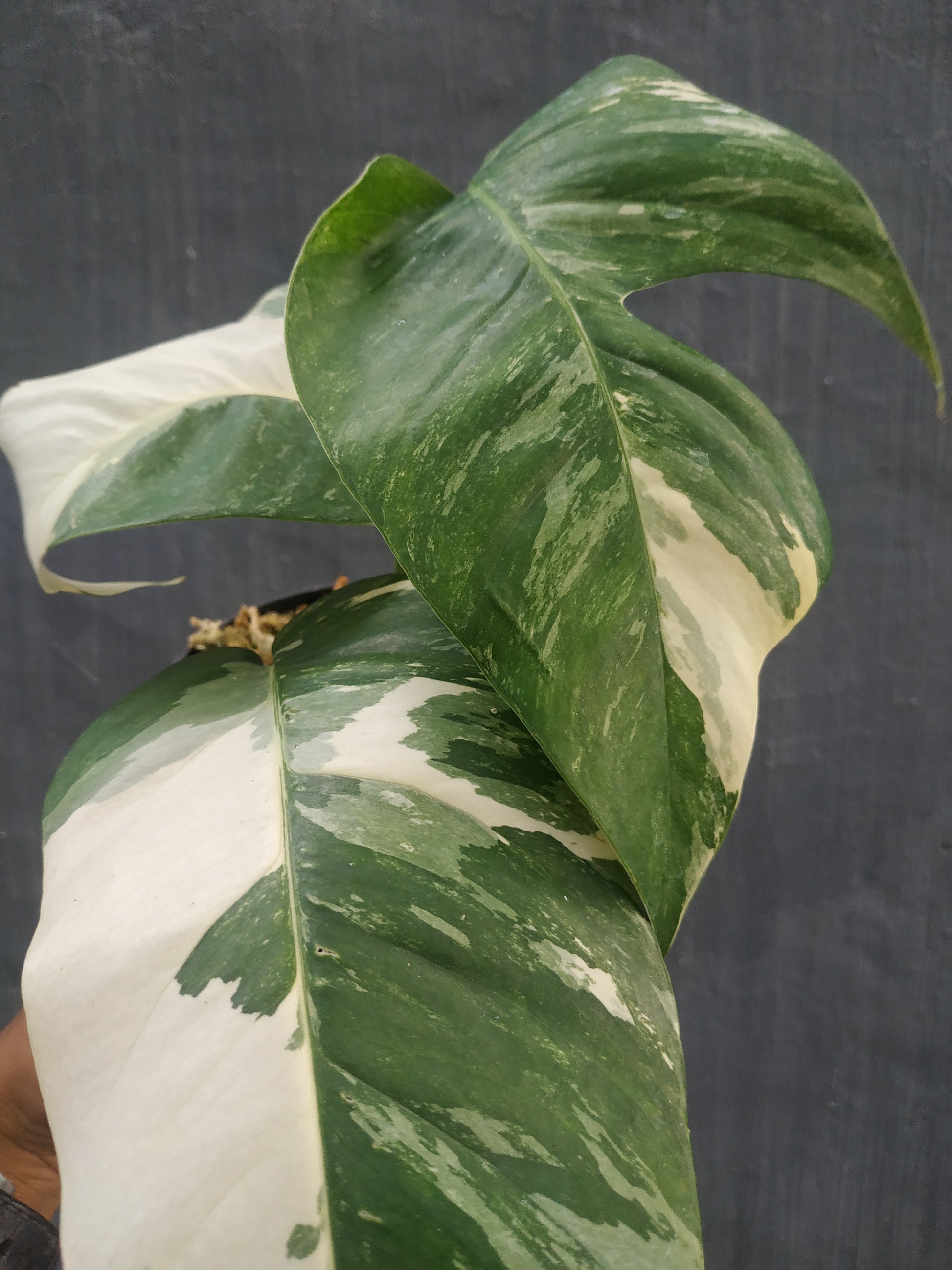 Epipremnum pinnatum variegated, live Epipremnum pinnatum variegated, live Epipremnum pinnatum variegated plants, rare Epipremnum pinnatum variegated, rare Epipremnum pinnatum variegated live plants Epipremnum pinnatum variegated, tropical Epipremnum pinnatum variegated live plants, wholesale Epipremnum pinnatum variegated, outdoor plant, indoor plants, winter plants, summer plants, spring plants, houseplants, rare Epipremnum pinnatum variegated live plants, live Epipremnum pinnatum variegated plants