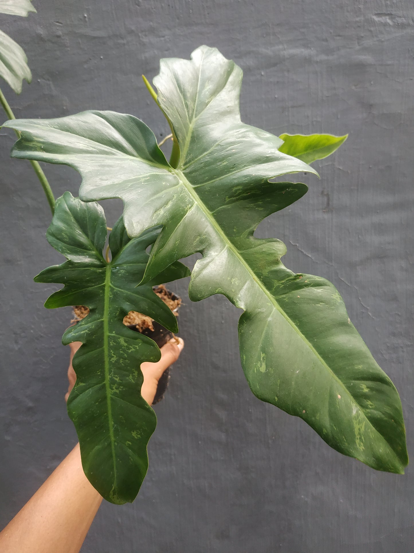 Philodendron Lime Fiddle
