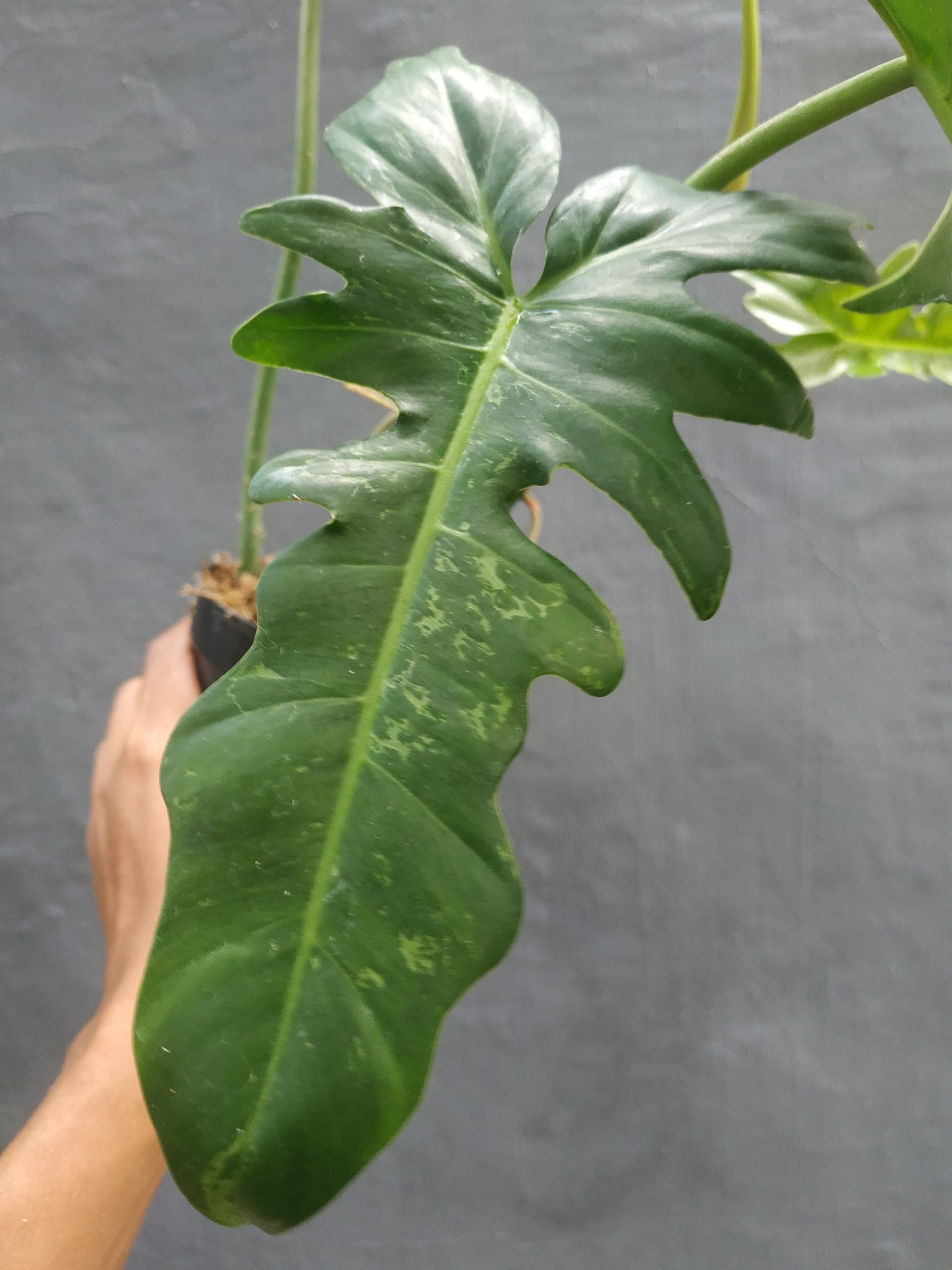 Philodendron Lime Fiddle