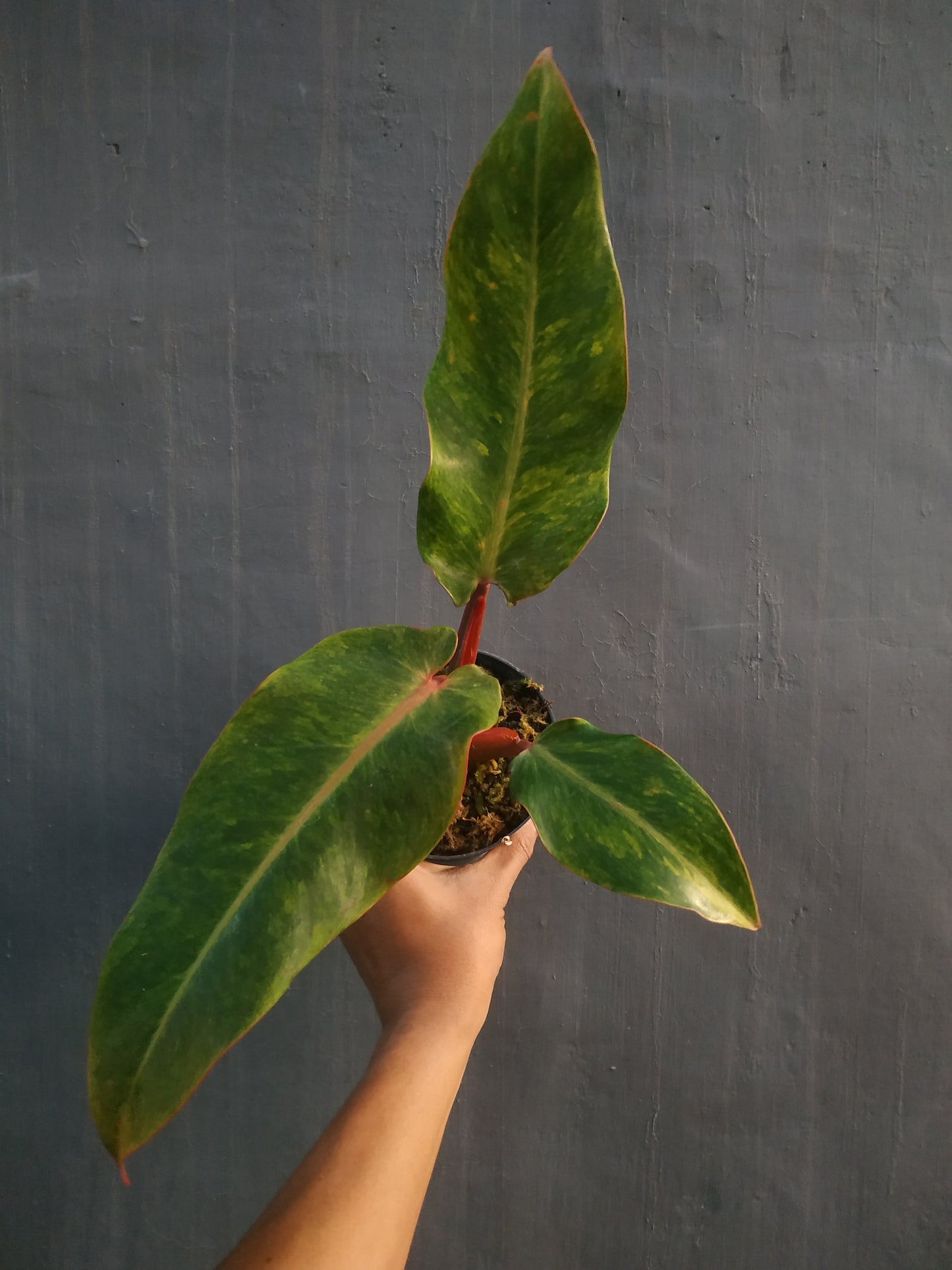 Philodendron Orange Marmalade