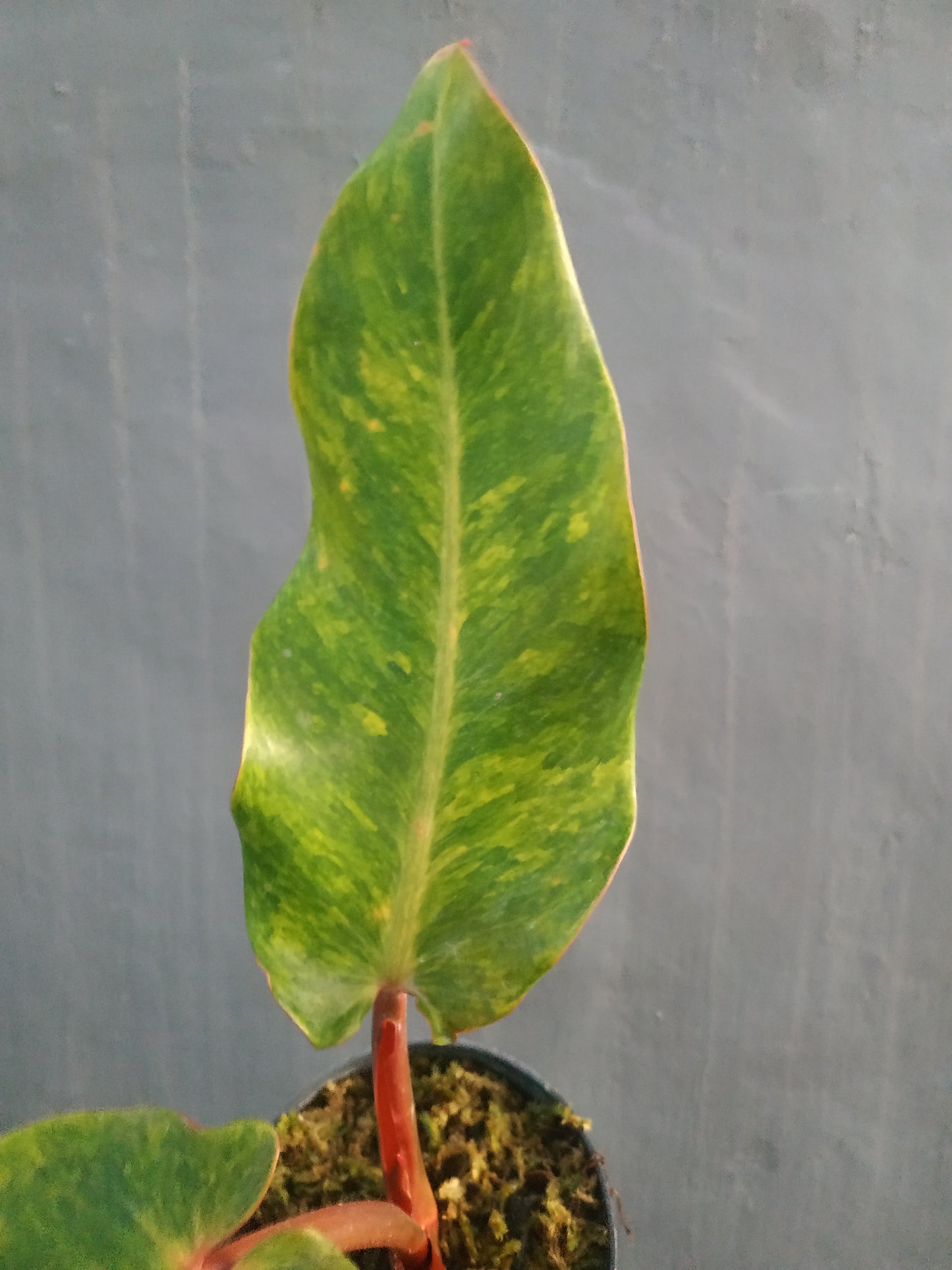 Philodendron Orange Marmalade