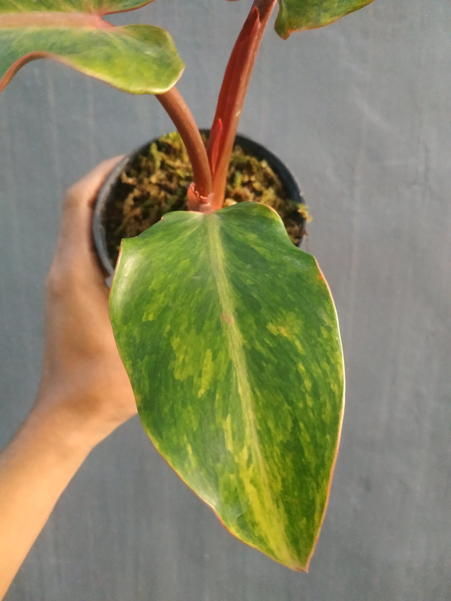 Philodendron Orange Marmalade