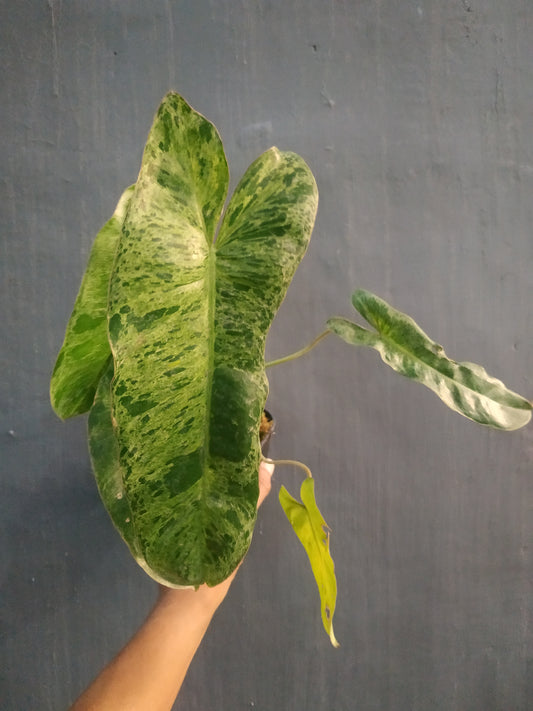 Wholesale 6x Philodendron Paraiso Verde