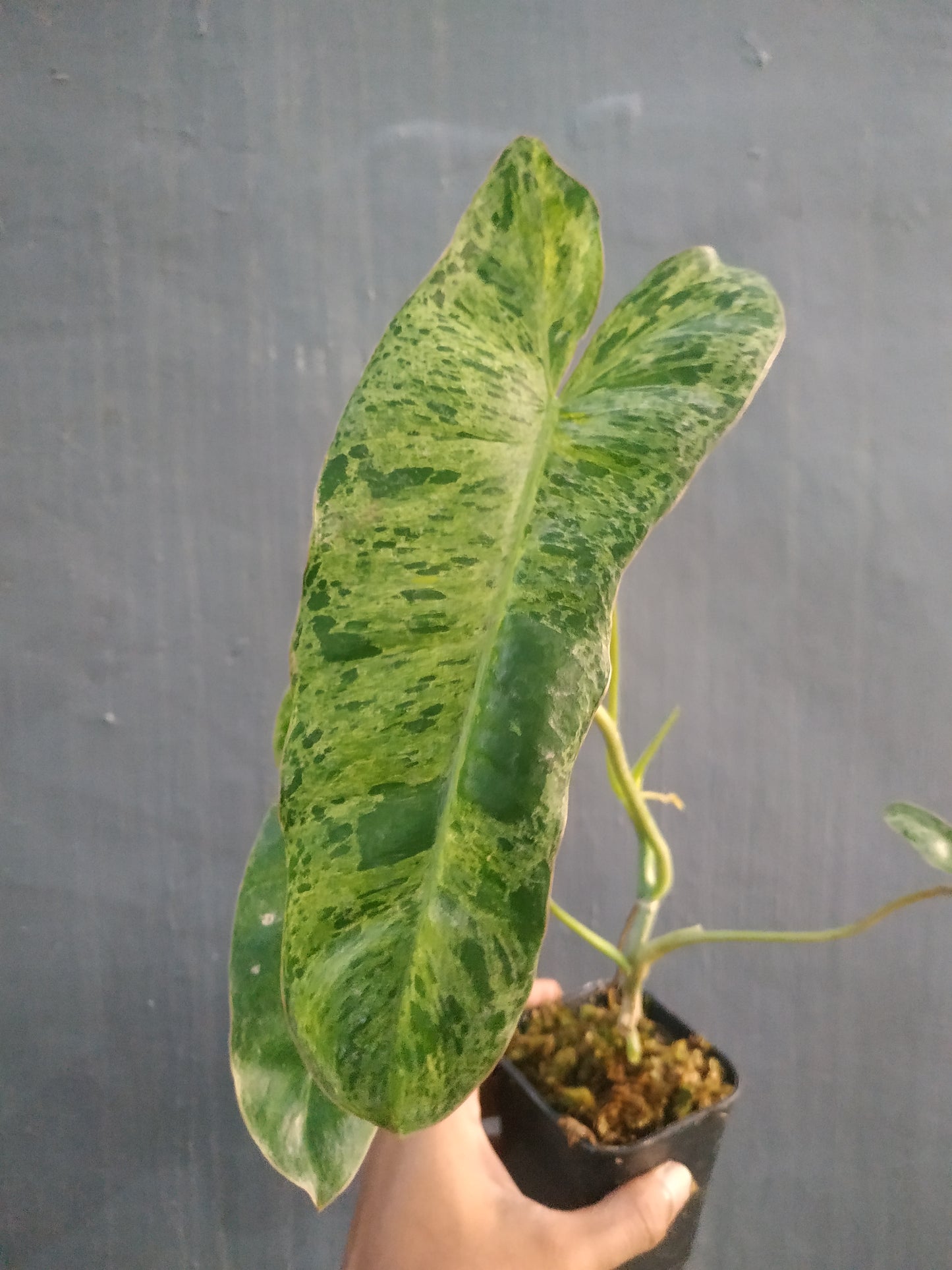 Wholesale 6x Philodendron Paraiso Verde