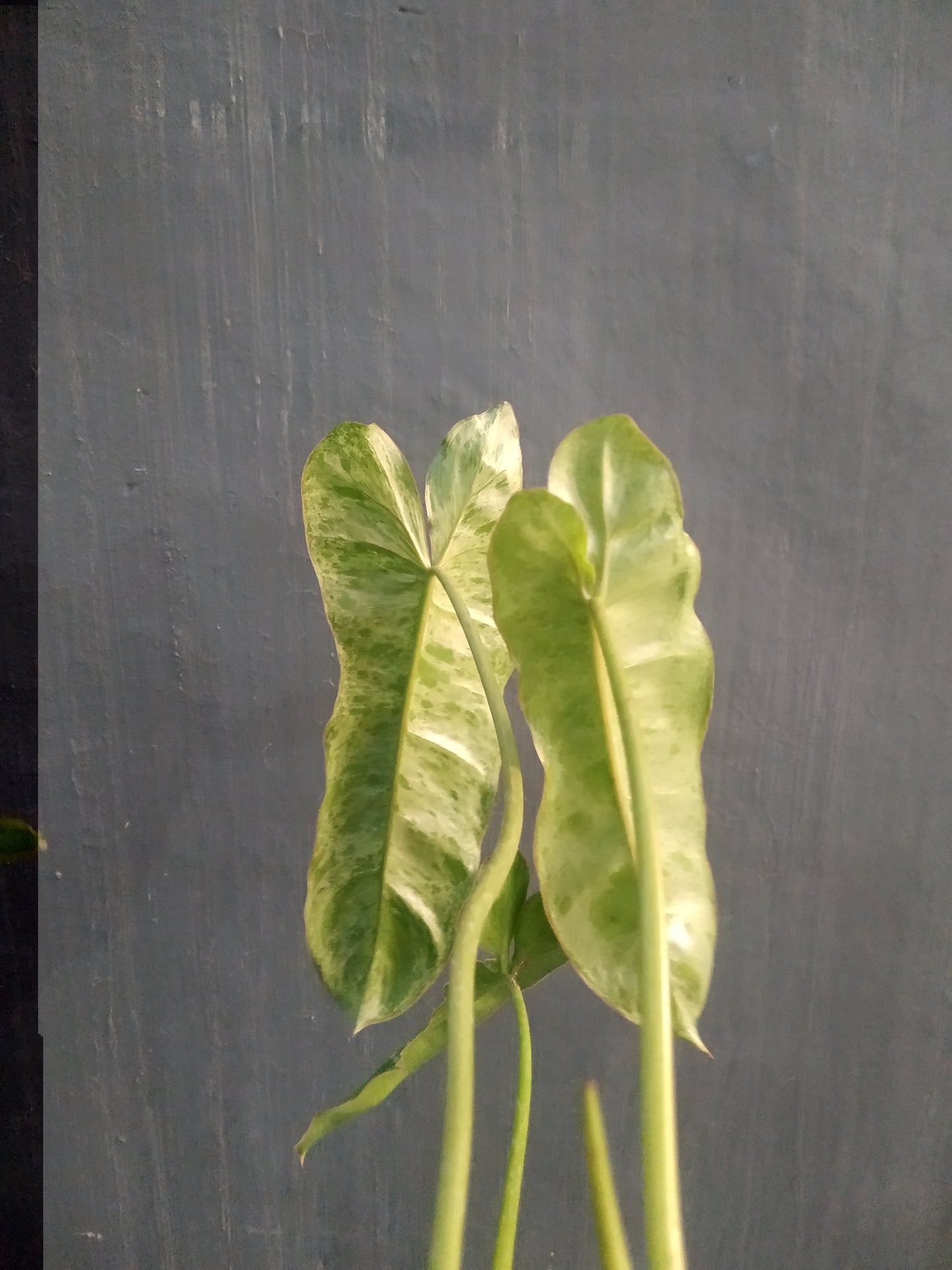 Wholesale 6x Philodendron Paraiso Verde