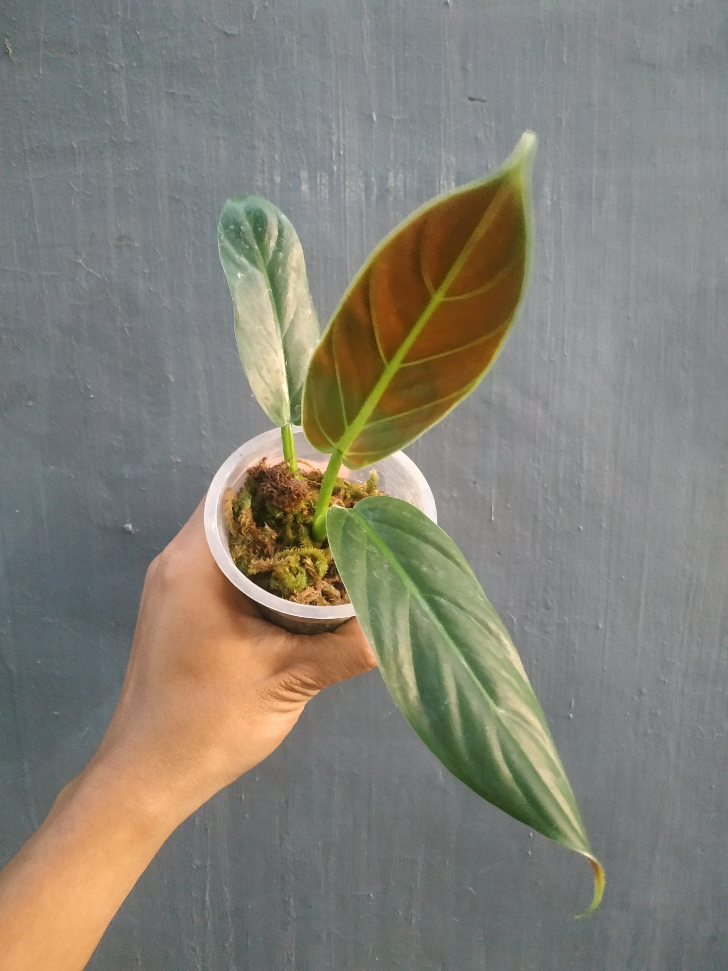 Philodendron Subhastatum