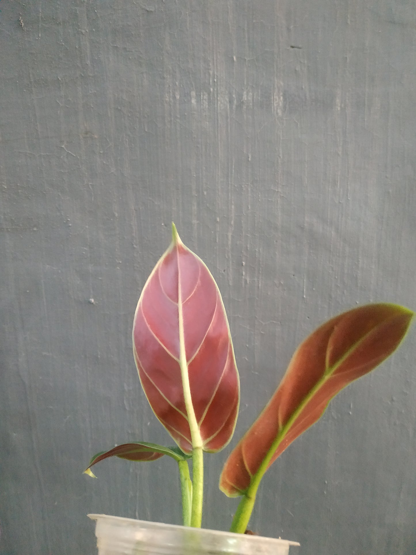 Philodendron Subhastatum