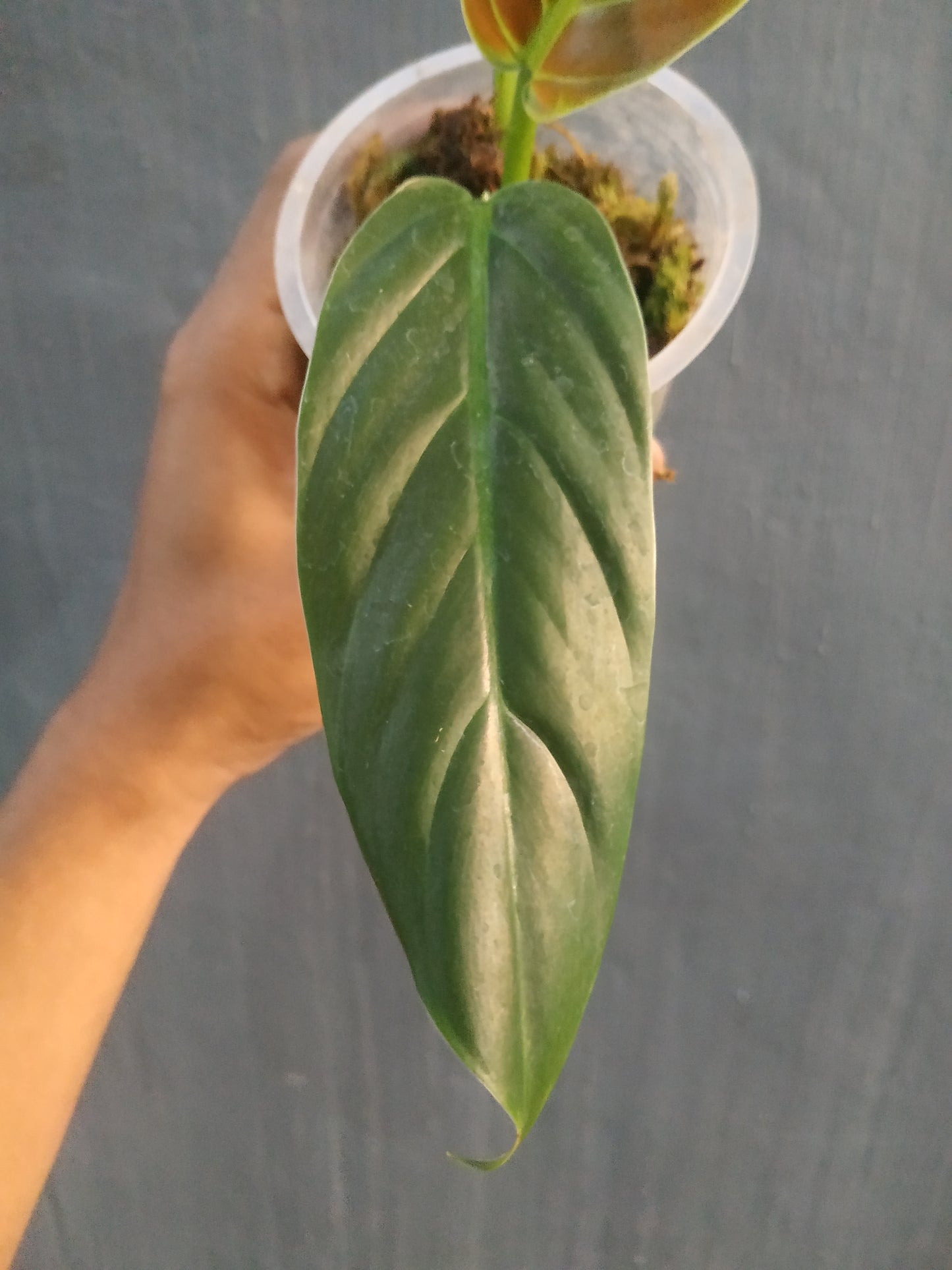 Philodendron Subhastatum