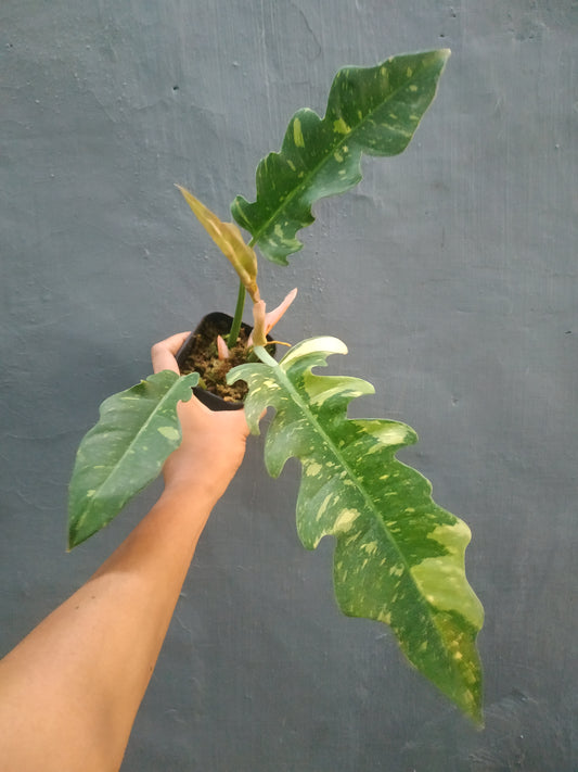 Philodendron Ring Of Fire Medium