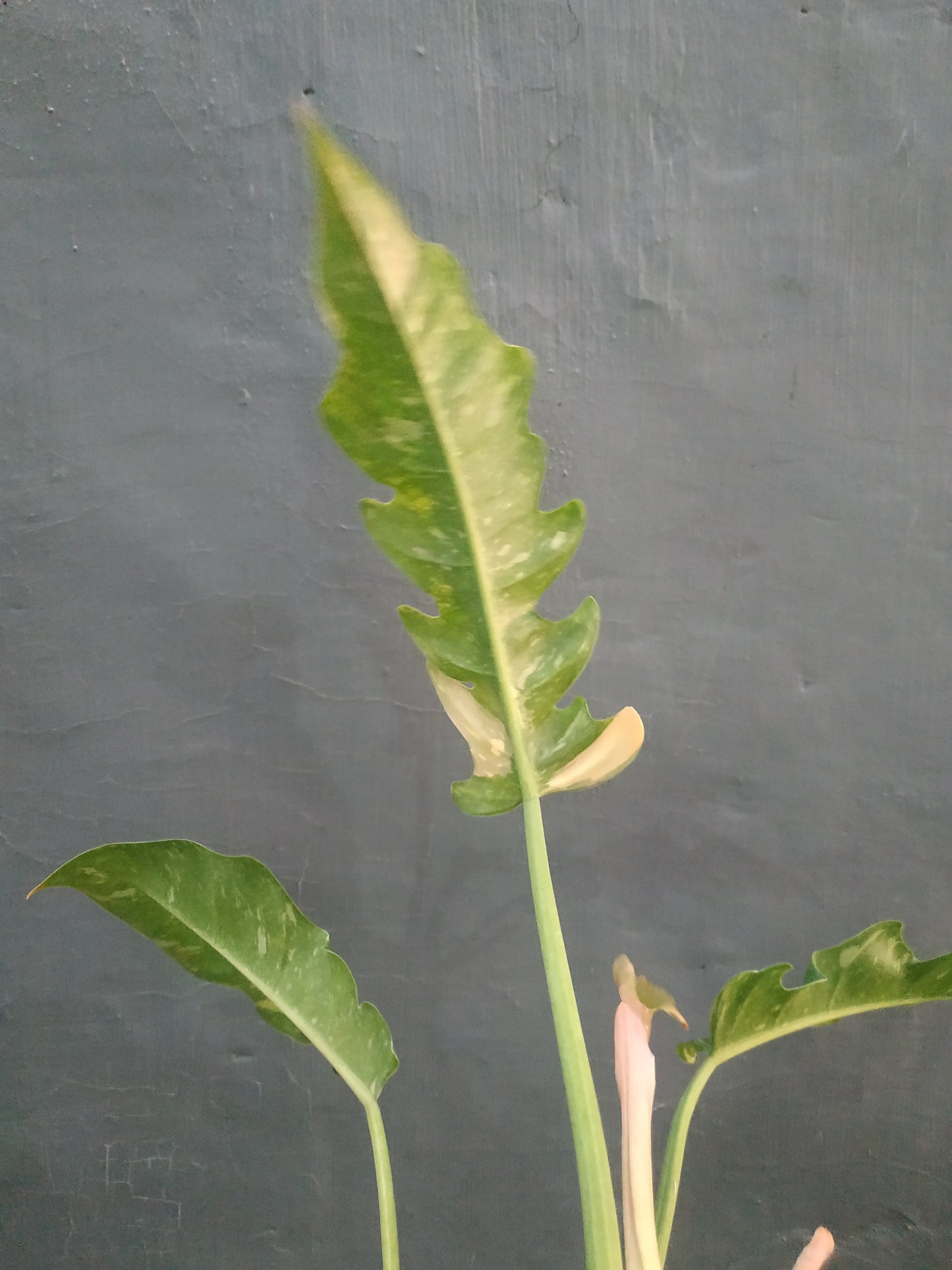 Philodendron Ring Of Fire Medium