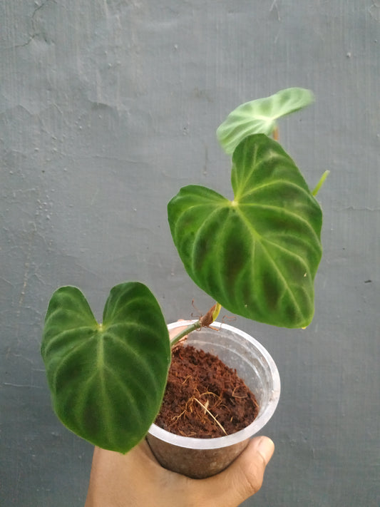 Wholesale 10x Philodendron Verrucosum