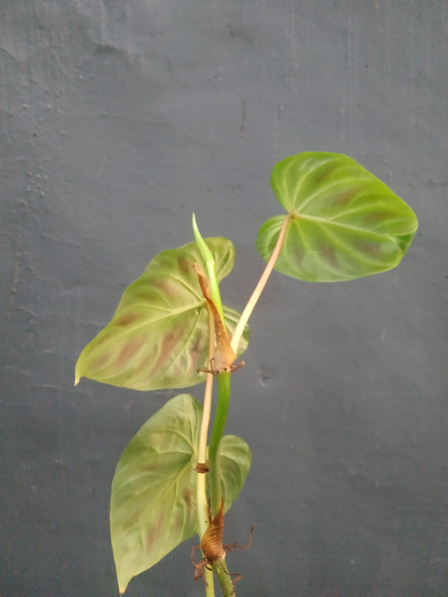 Philodendron Verrucosum