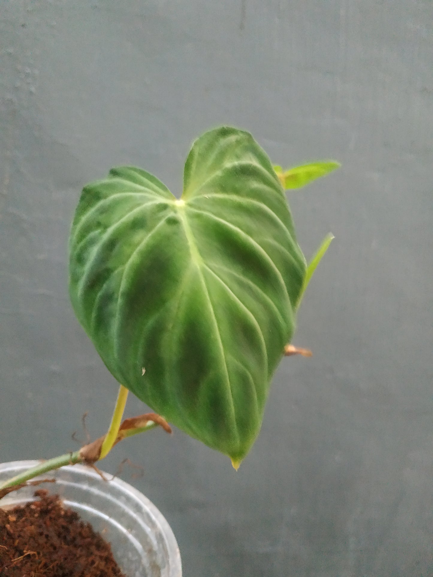 Philodendron Verrucosum