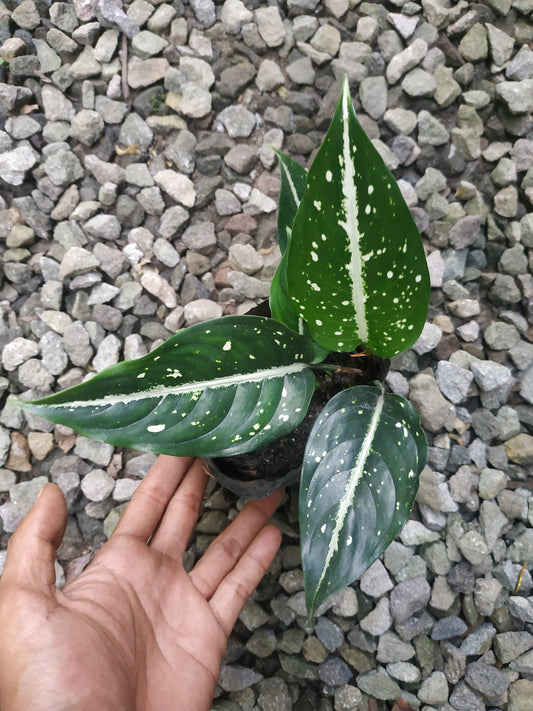 Aglaonema Srikit