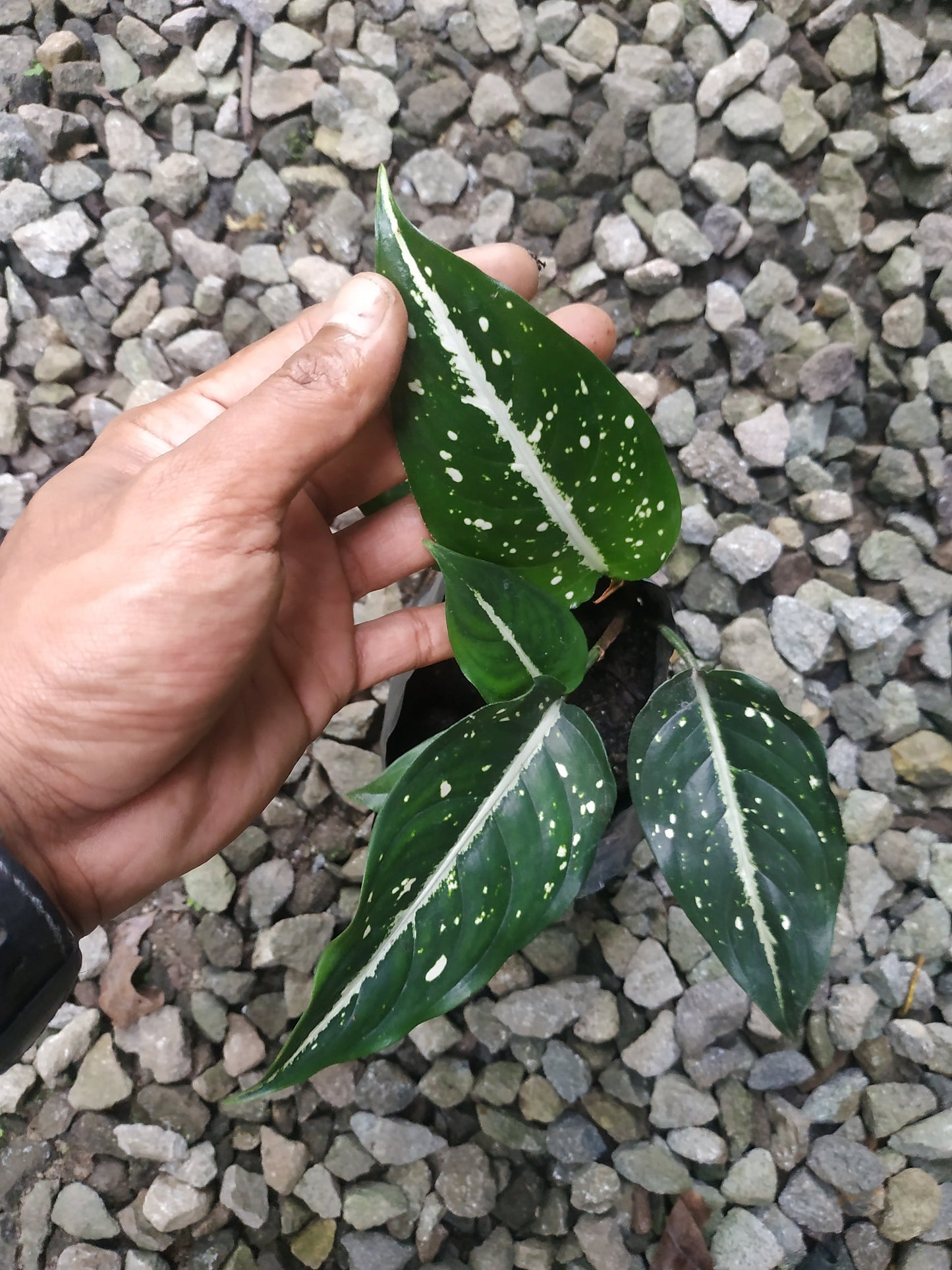 Aglaonema Srikit